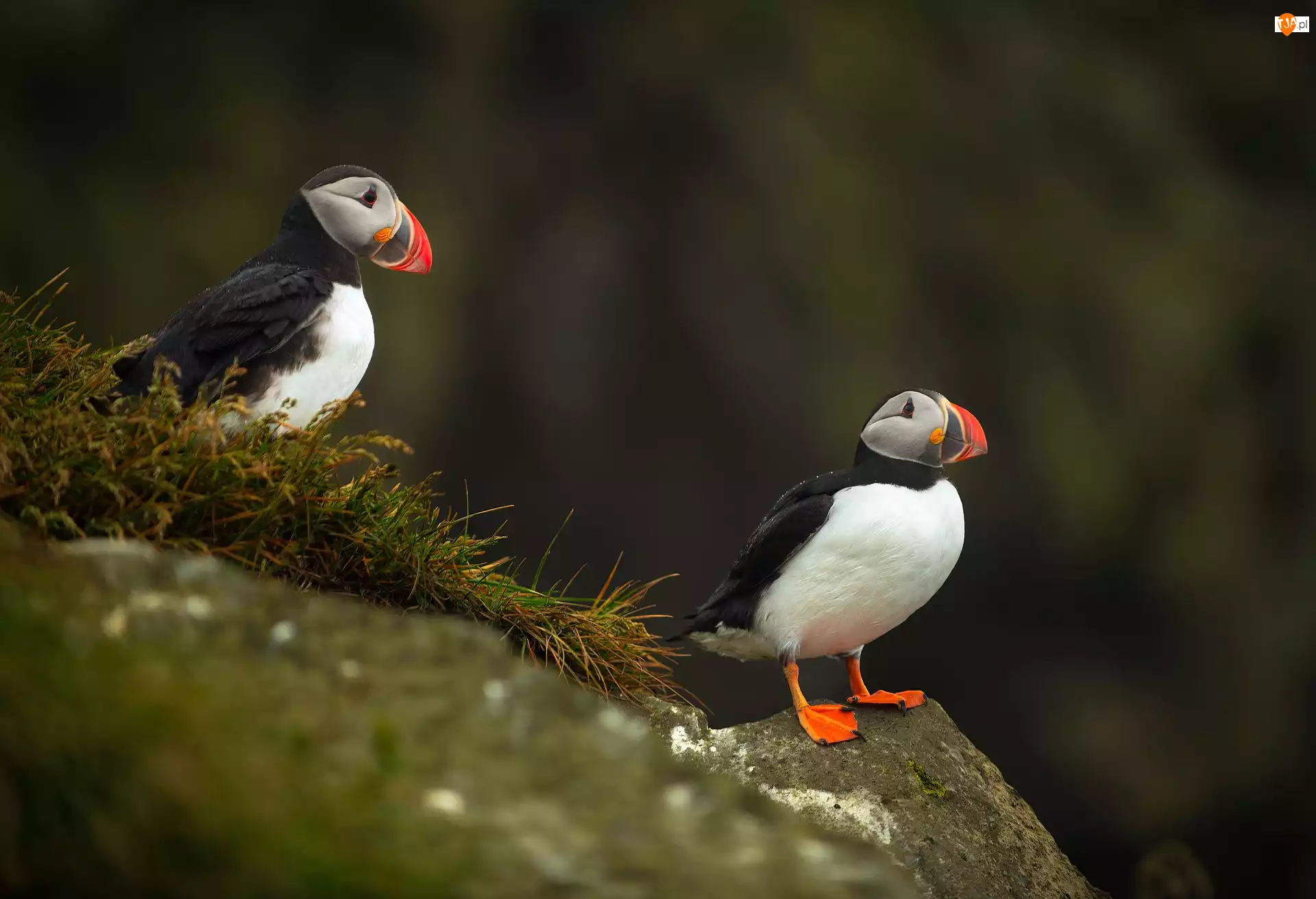 Zwierzęta, Maskonury, Ptaki