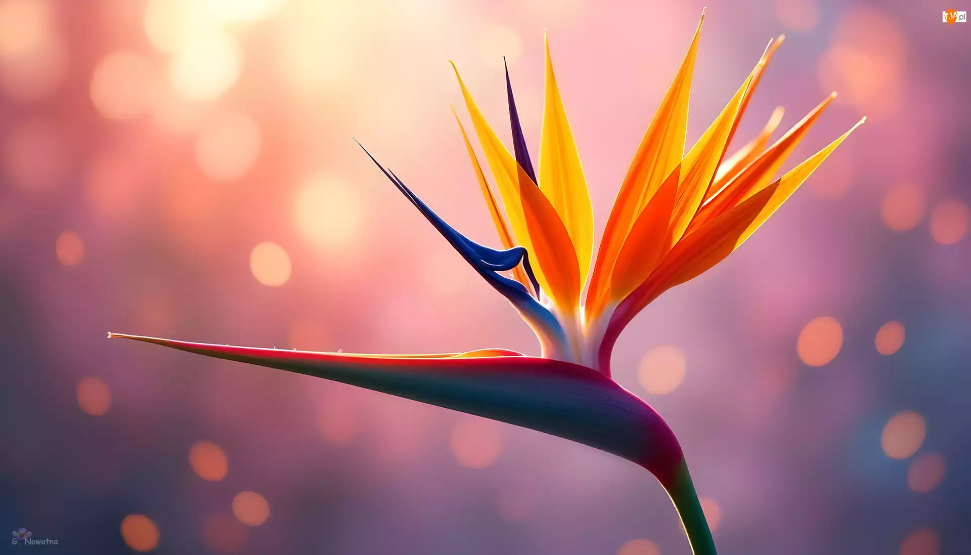 Grafika AI, Strelicja królewska, Kwiat