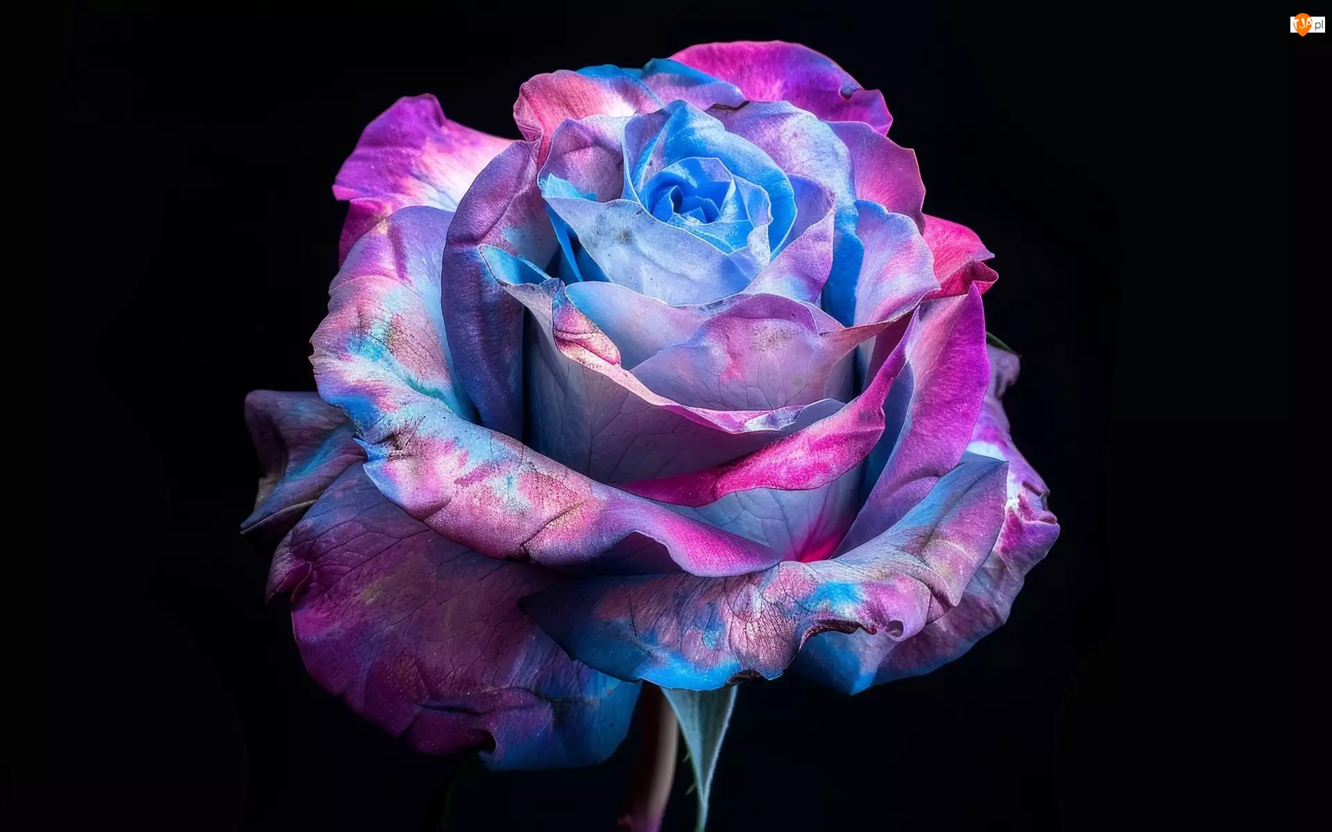 Tło, Róża, Niebiesko-różowa, Czarne
