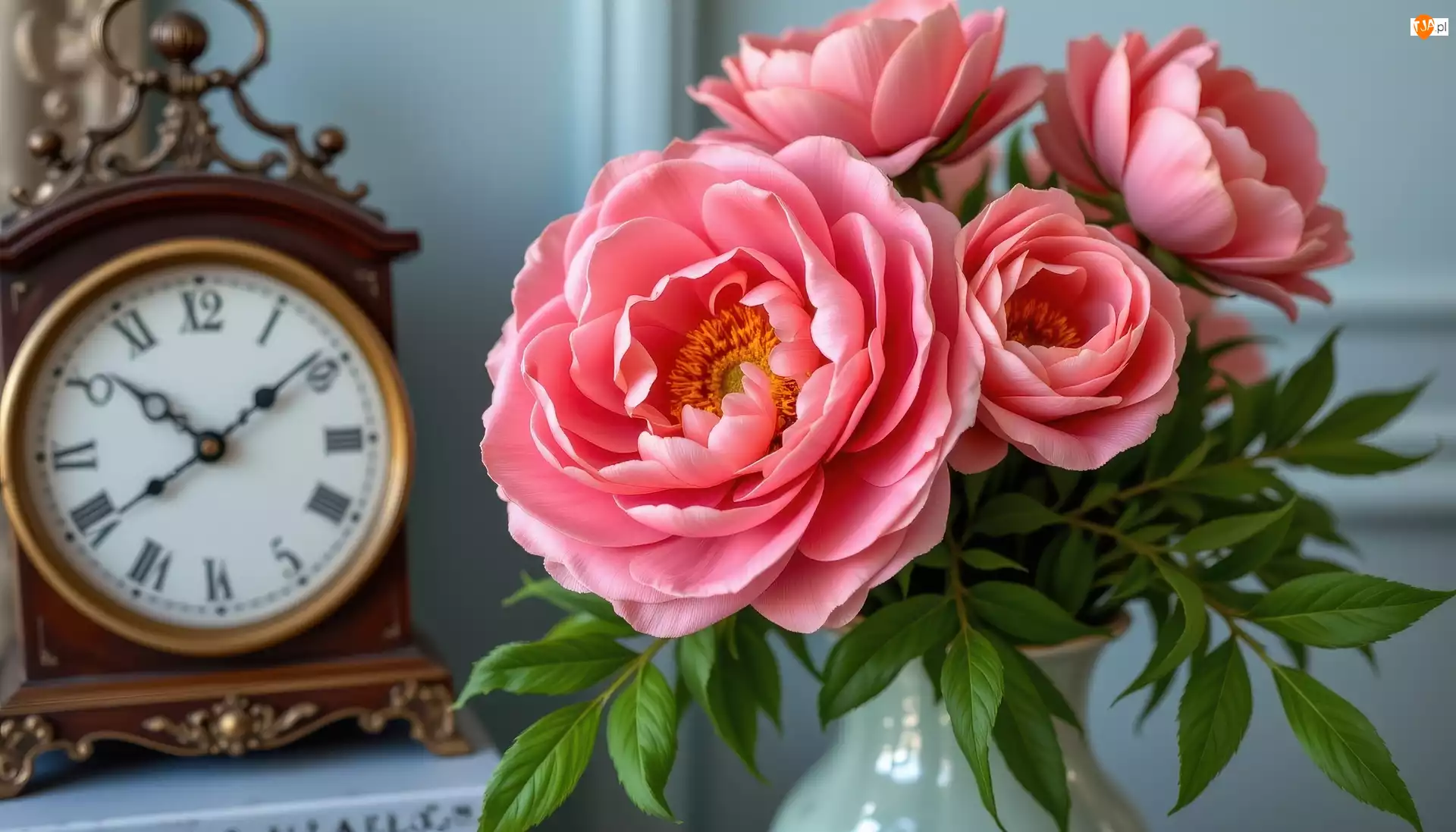 Zegar, Kwiaty, Piwonie, Różowe