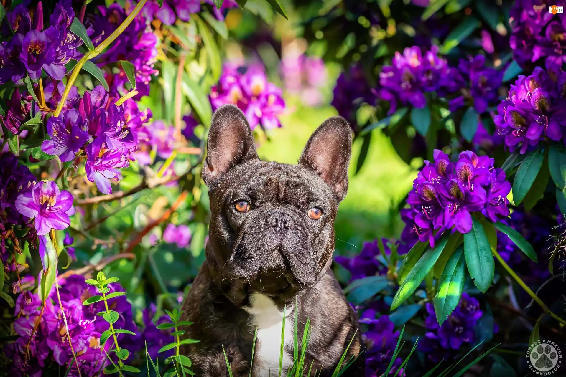 Rododendron, Pies, Buldog francuski, Kwiaty