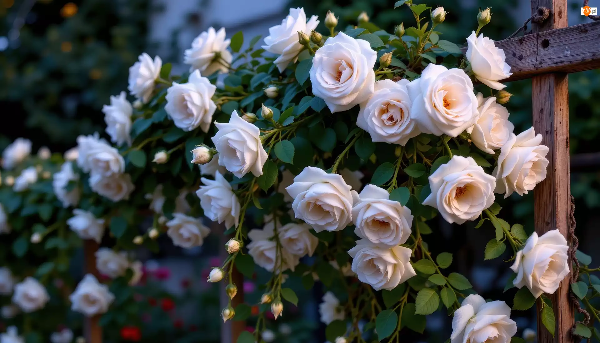 Grafika AI, Róże, Pnące, Kwiaty