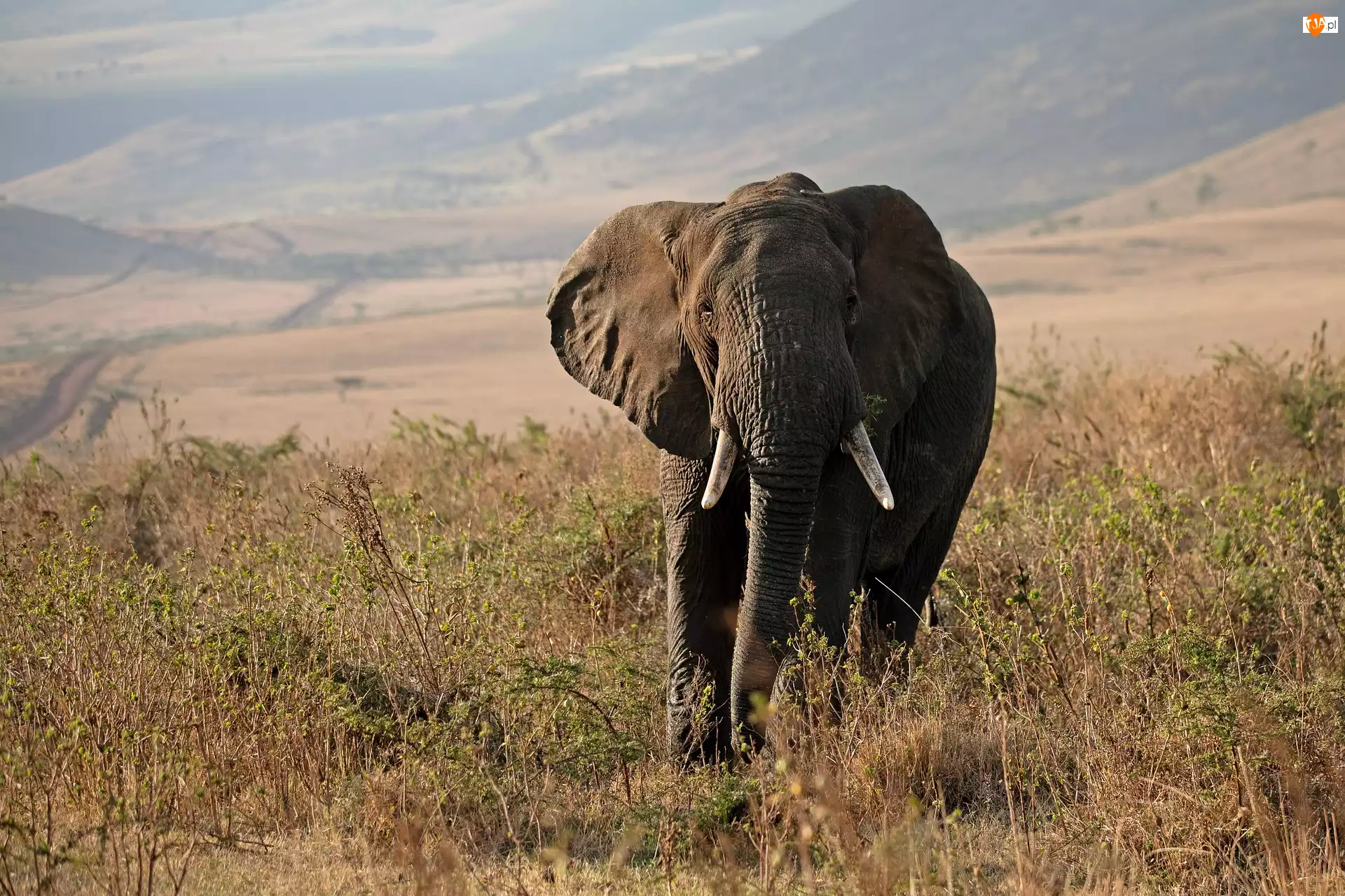 Rośliny, Słoń, Sawanna