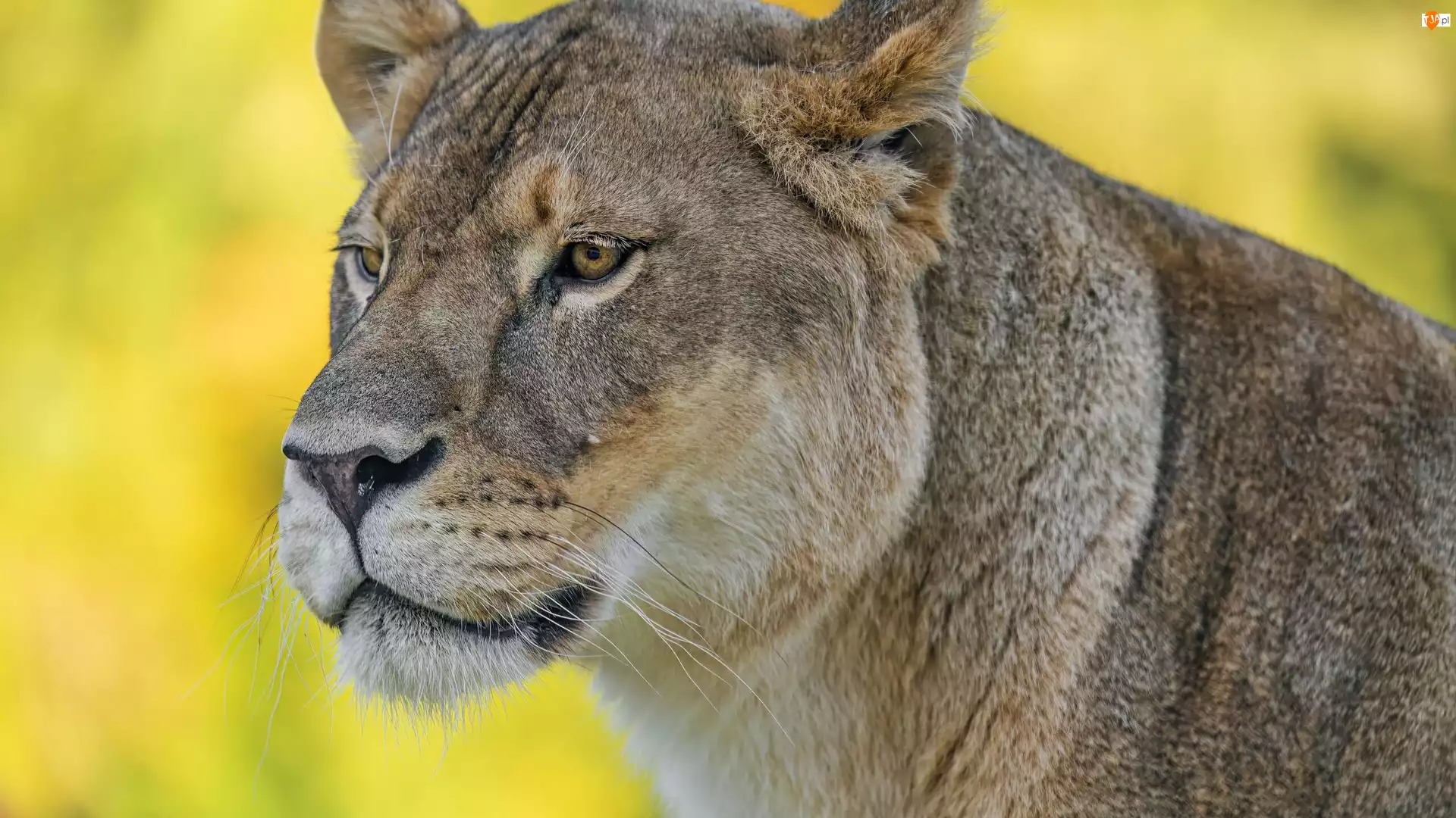 Zbliżenie, Lwica, Głowa