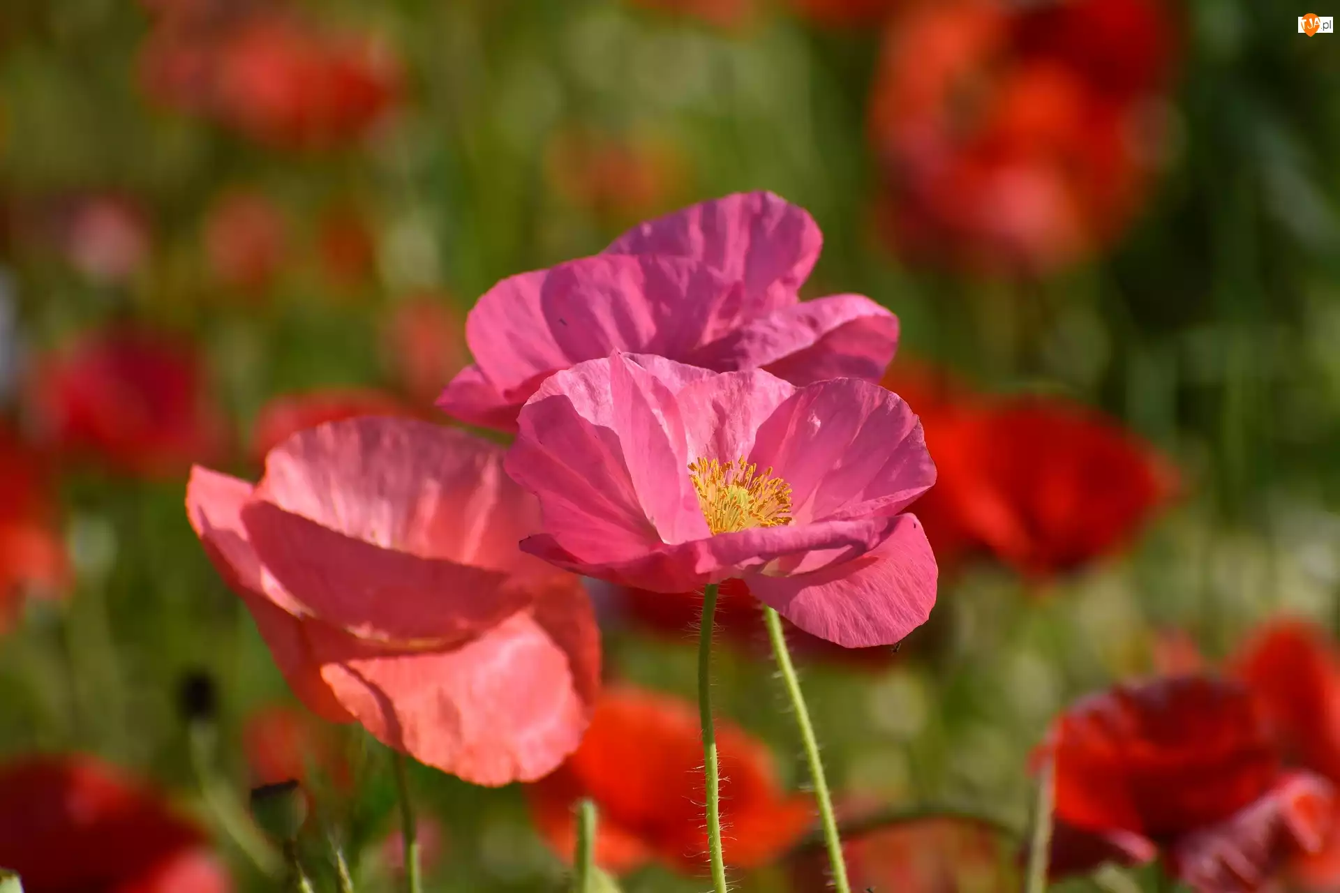 Różowe, Maki, Kwiaty