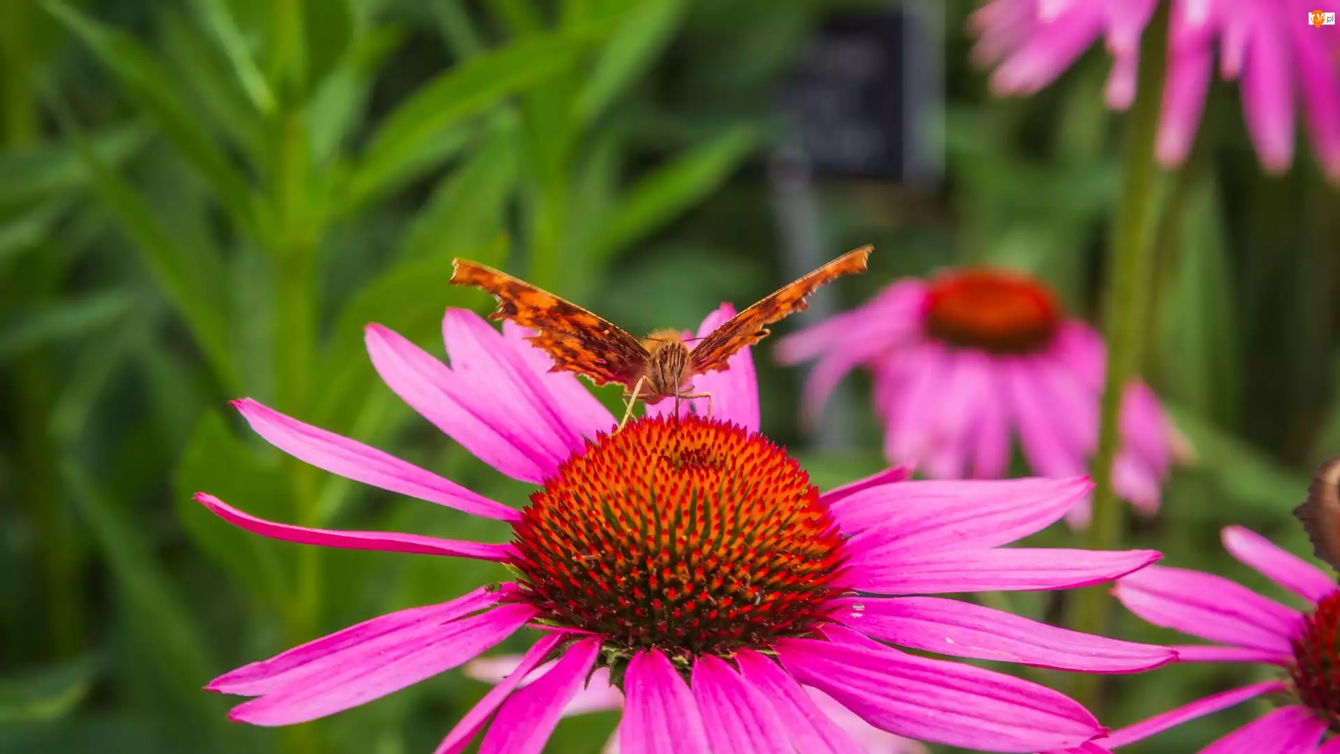 Jeżówka, Motyl, Kwiat, Różowa