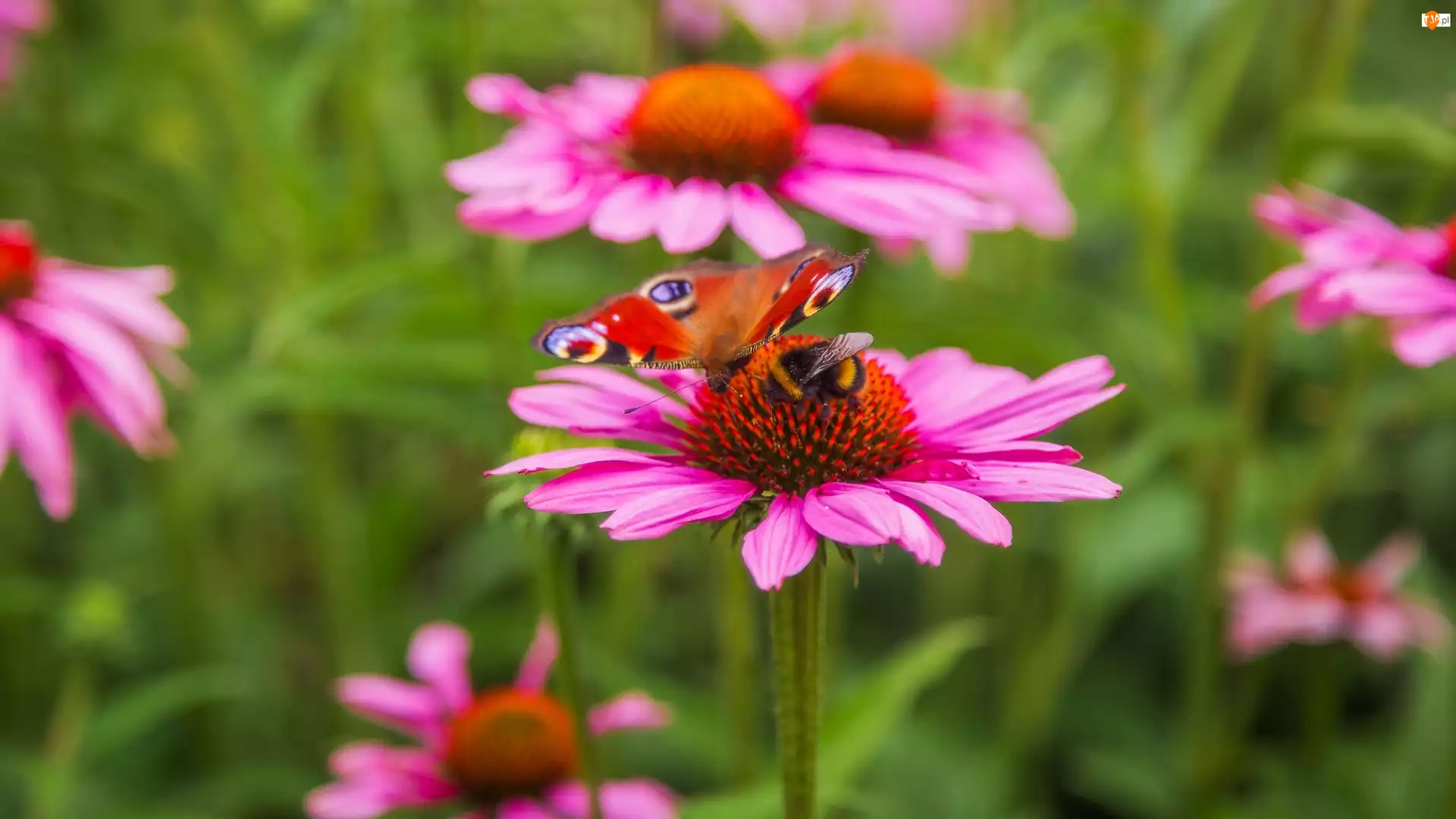 Jeżówka, Motyl, Trzmiel, Kwiat