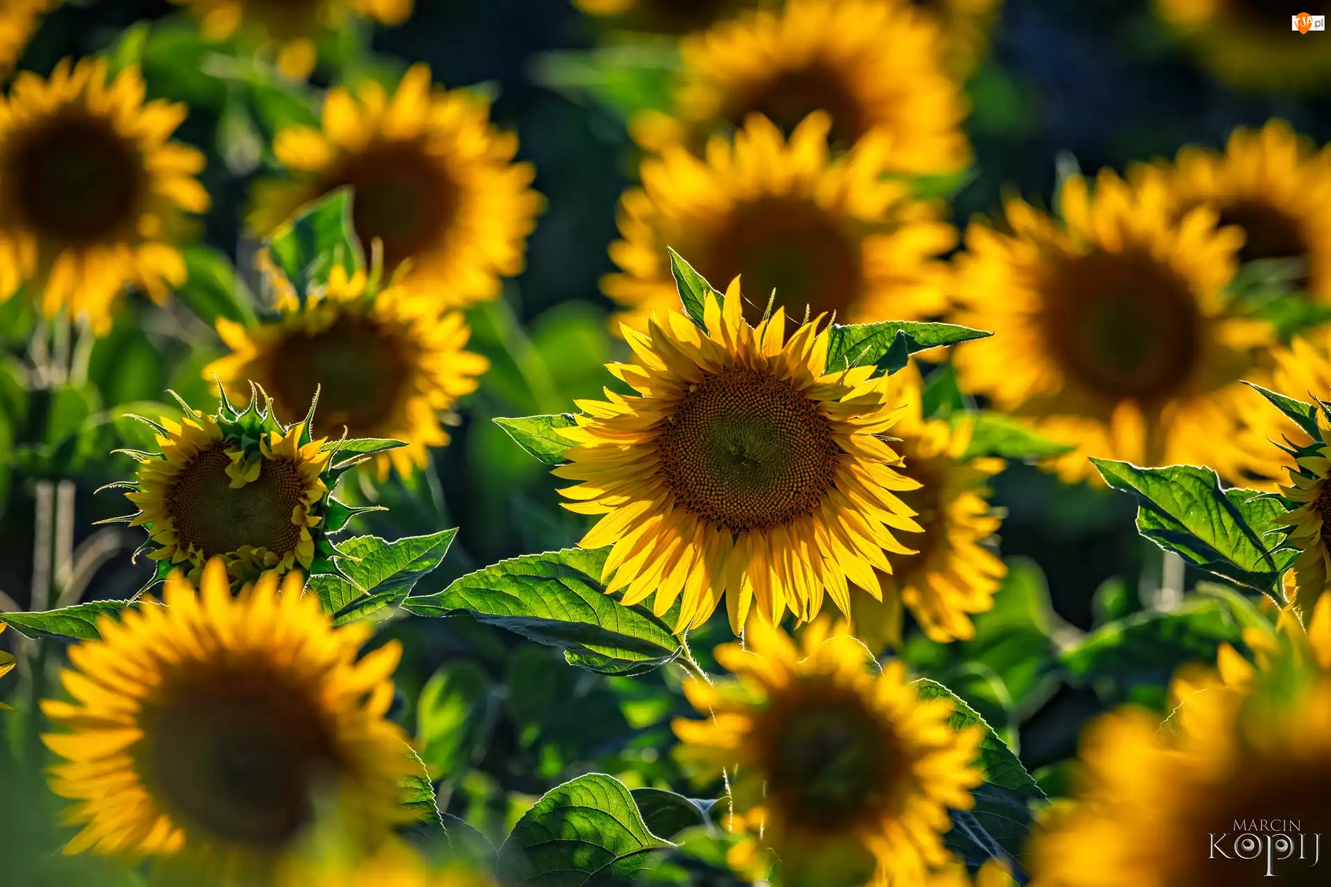 Słoneczniki, Pole, Kwiaty, Żółte