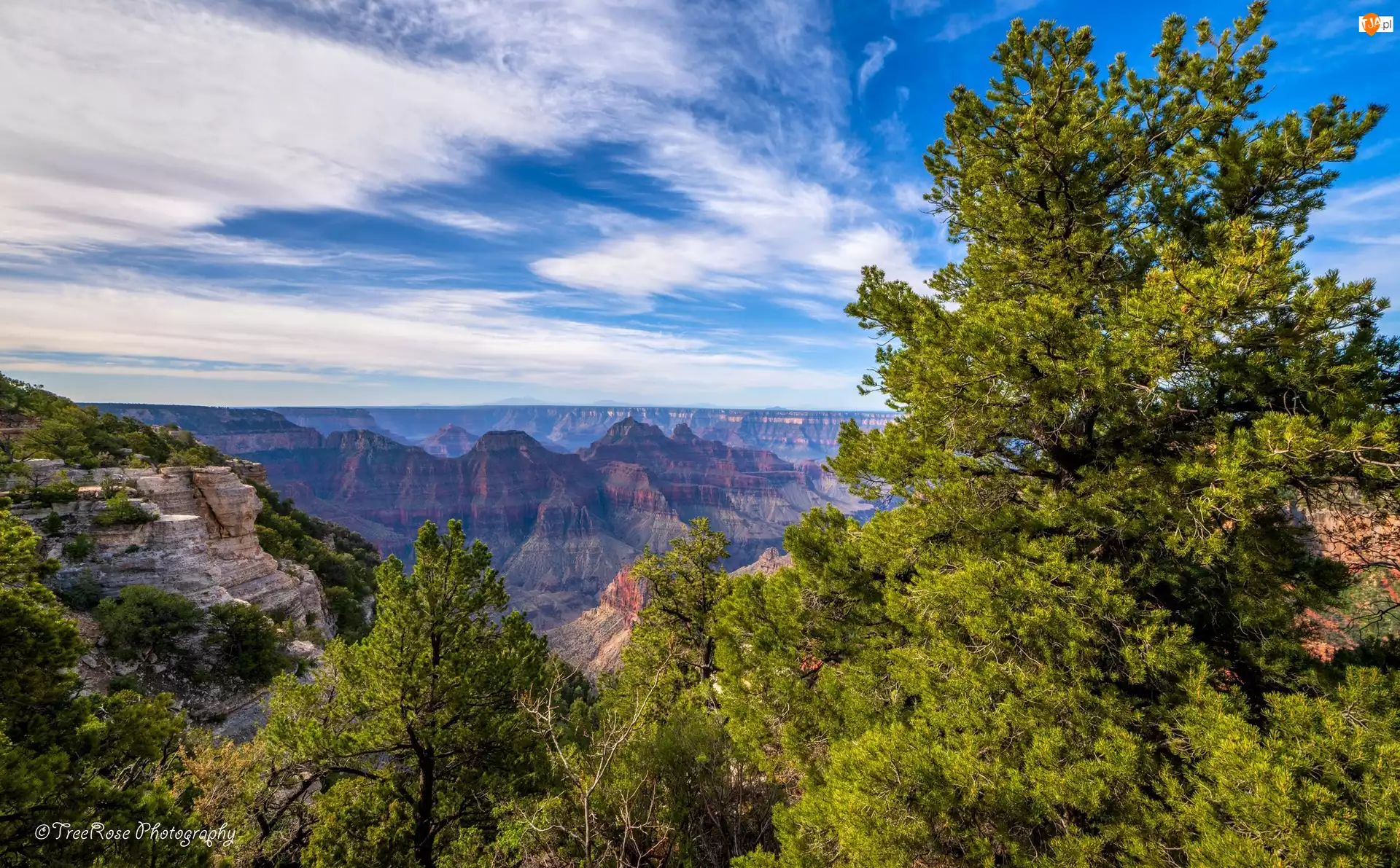 Park Narodowy Wielkiego Kanionu, Drzewa, Arizona, Stany Zjednoczone, Wielki Kanion Kolorado