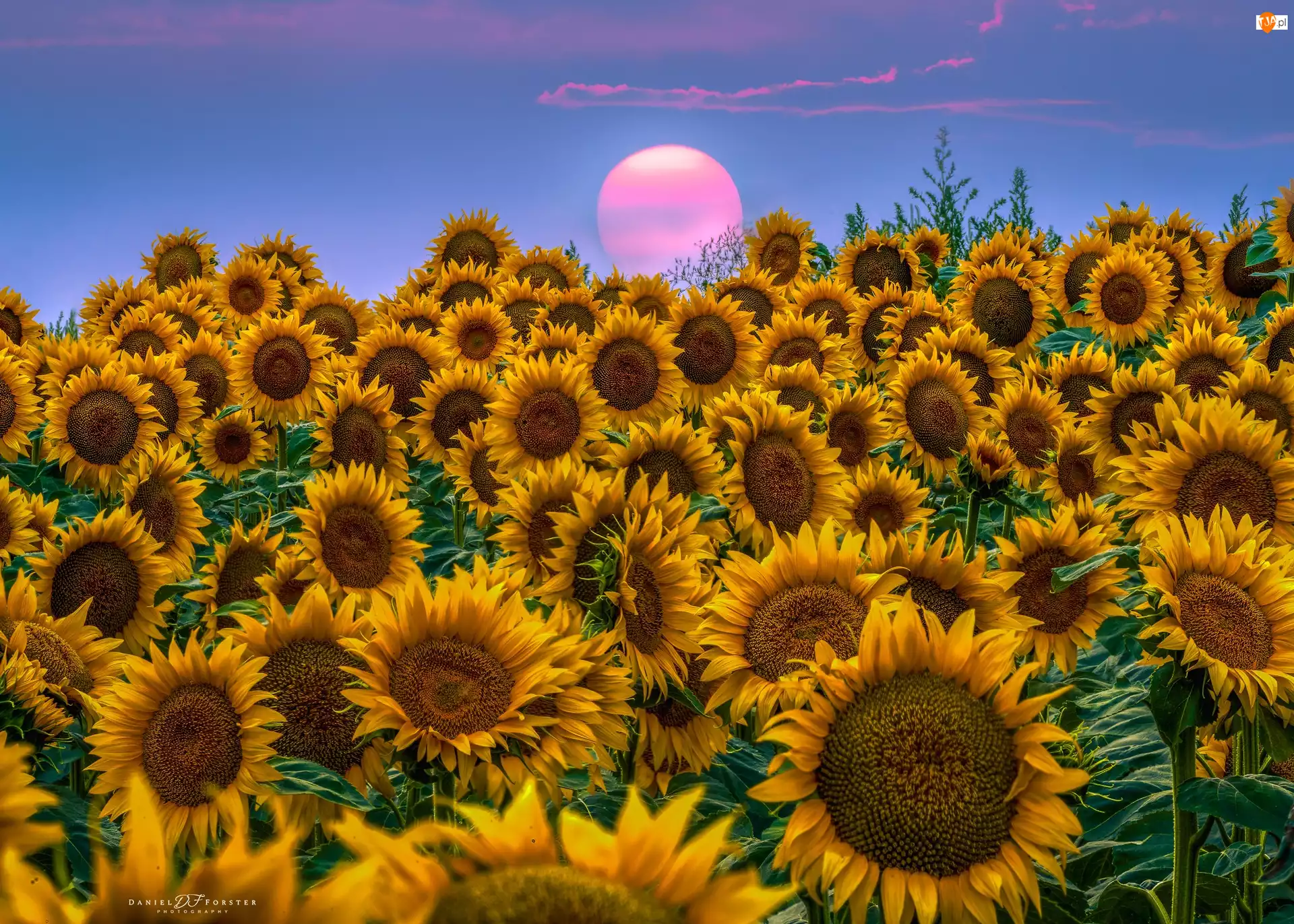 Plantacja, Pole, Kwiaty, Słoneczniki