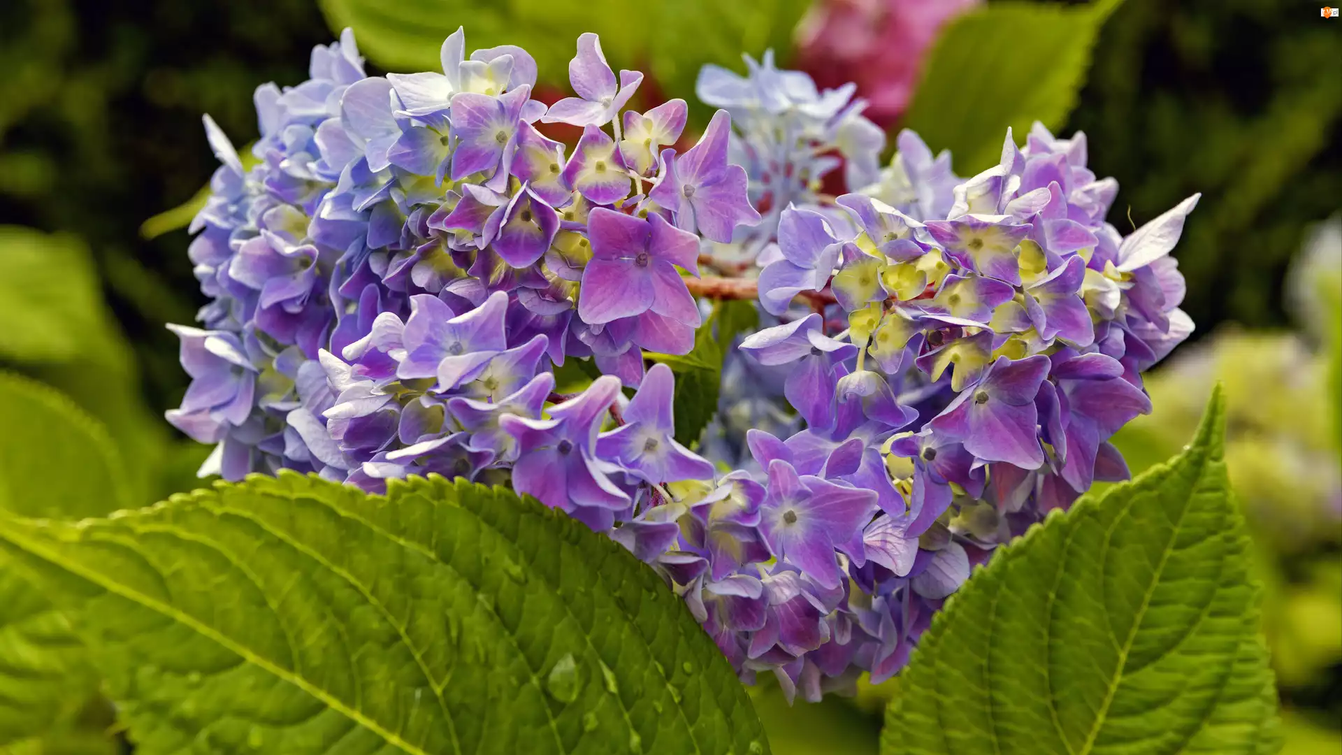 Kwiaty, Hortensja, Liście