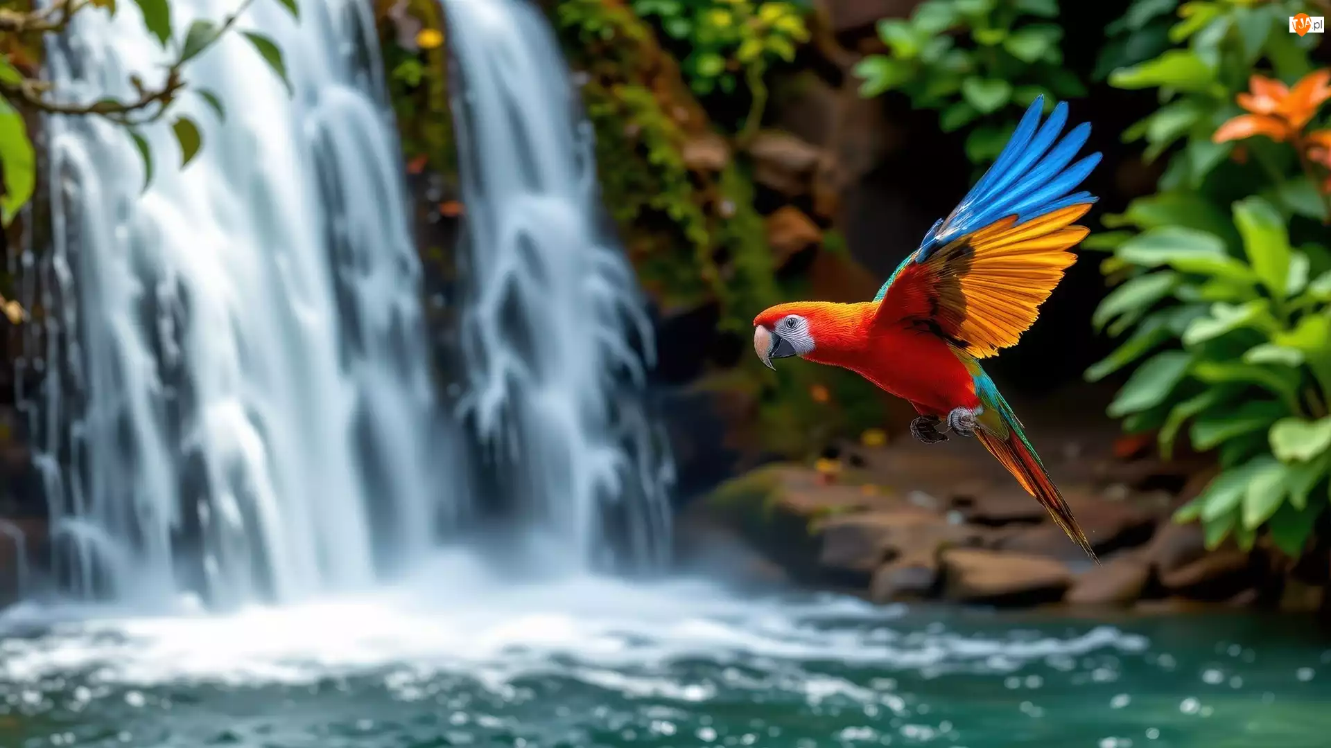 Lot, Rośliny, Ara, Papuga, Wodospad