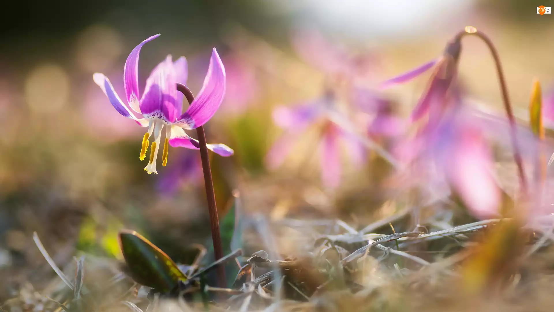 Kwiat, Psiząb liliowy, Różowy