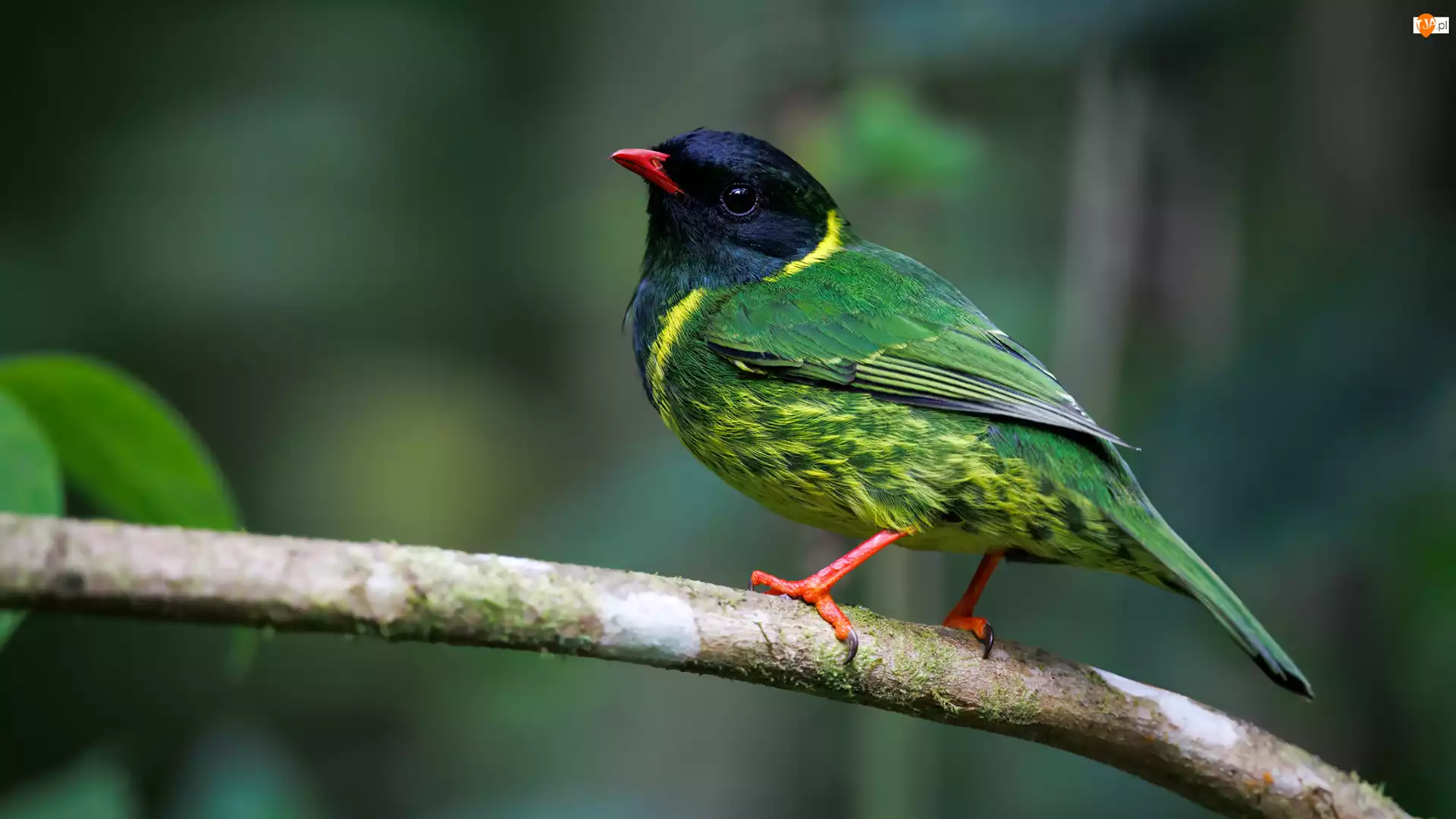 Gałązka, Owocojad łuskowany, Kolorowy, Ptak