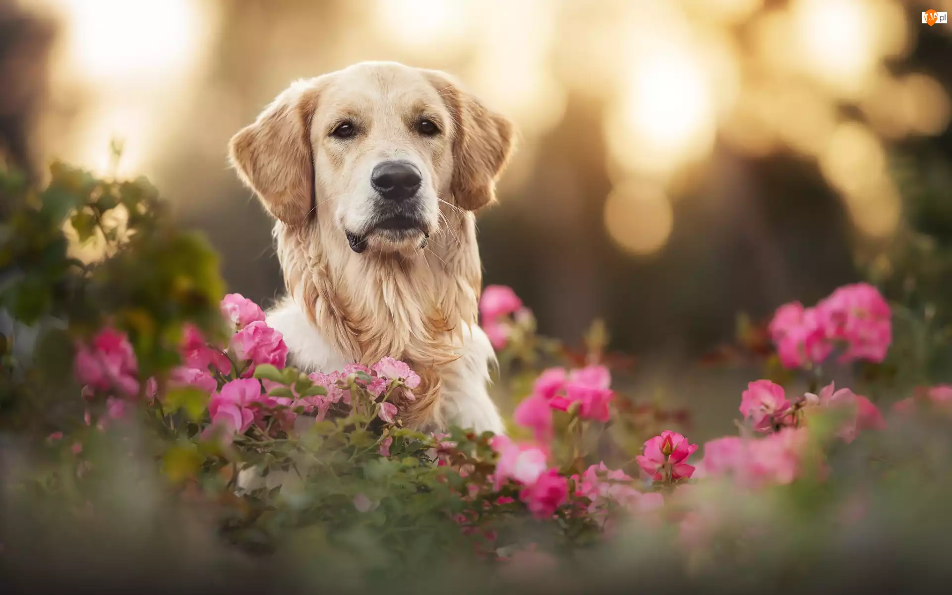 Kwiaty, Pies, Golden retriever, Mordka