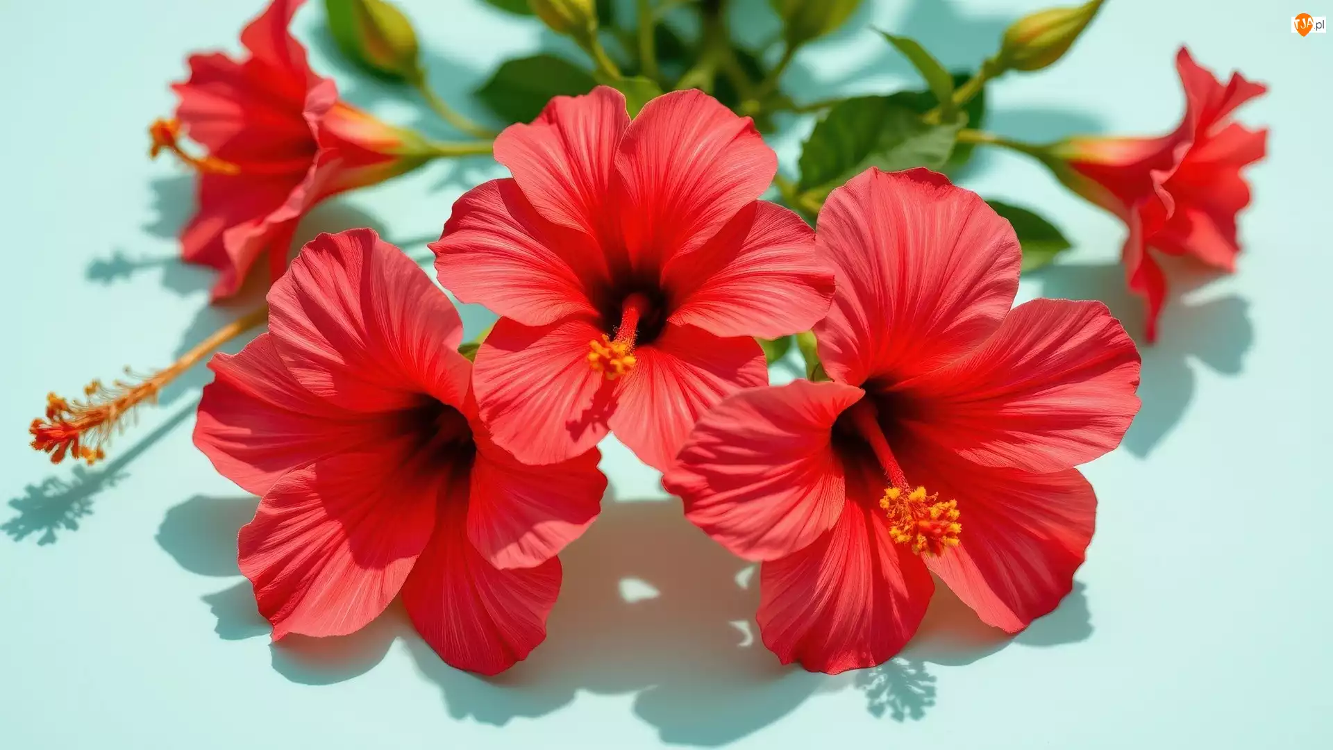 Kwiaty, Hibiskusy, Czerwone