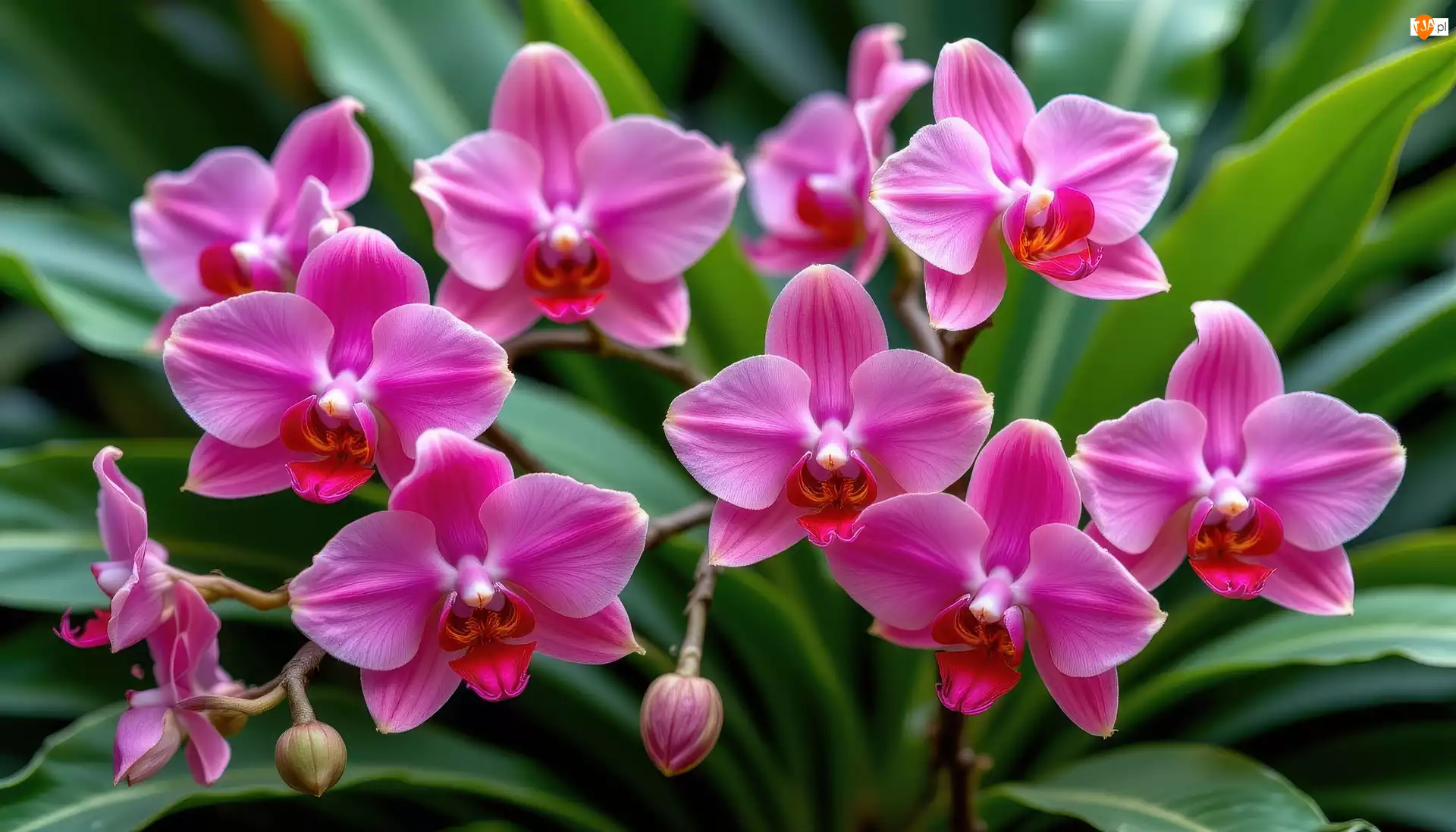 Liście, Kwiaty, Storczyki, Różowe