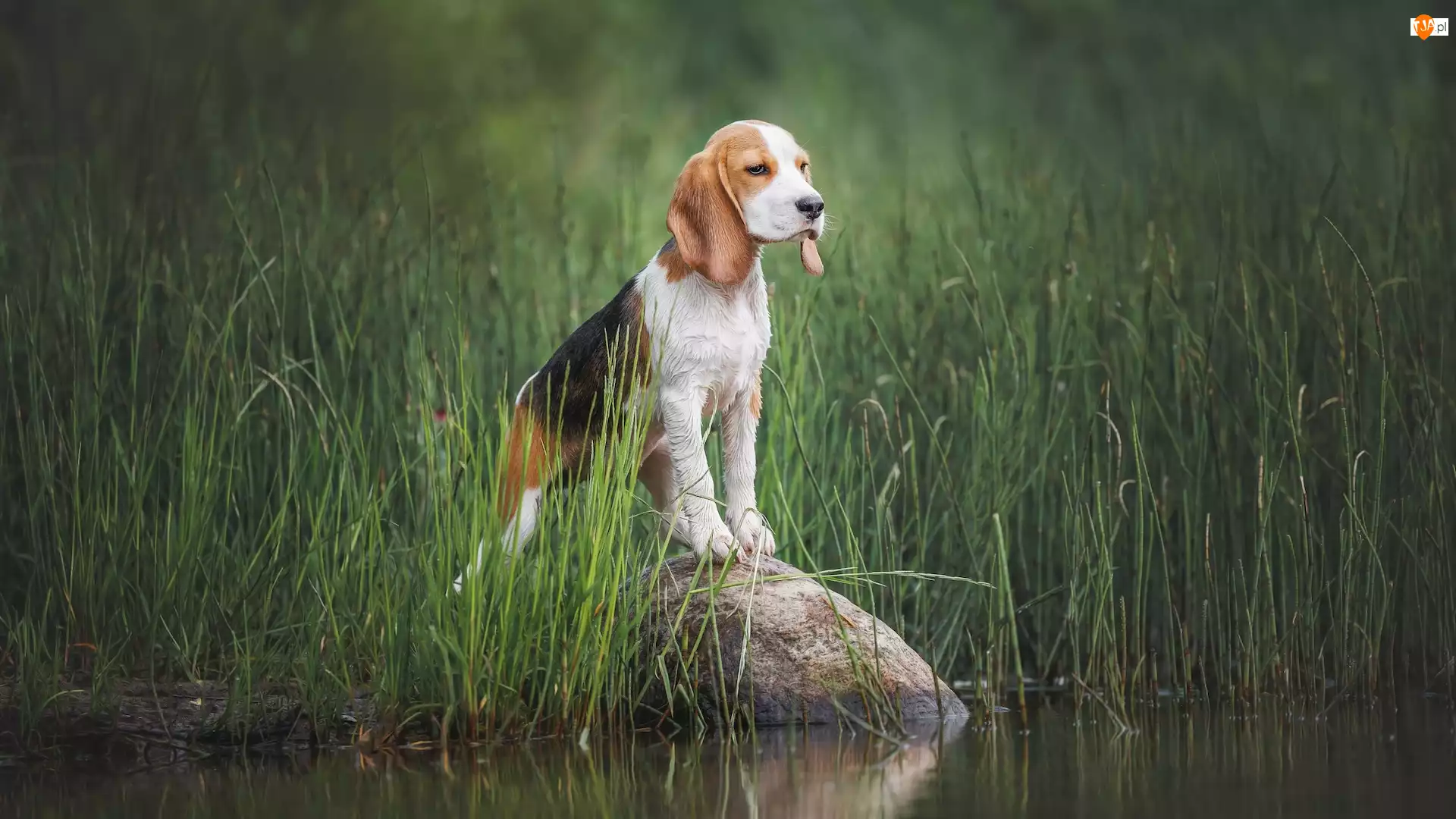 Woda, Kamień, Beagle, Pies, Trawa