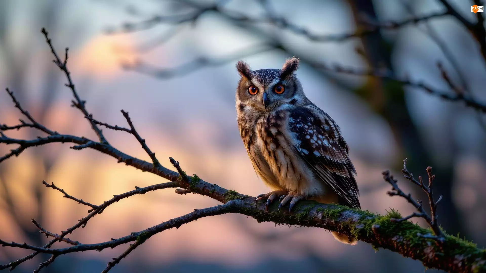 Gałązki, Sowa, Drzewo, Gałąź