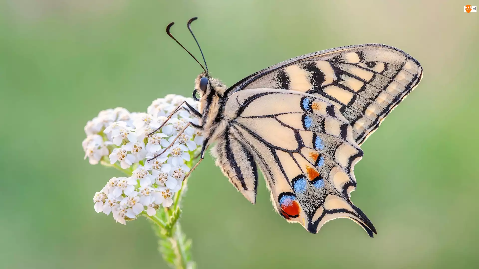 Biała, Makro, Paź królowej, Motyl, Roślina