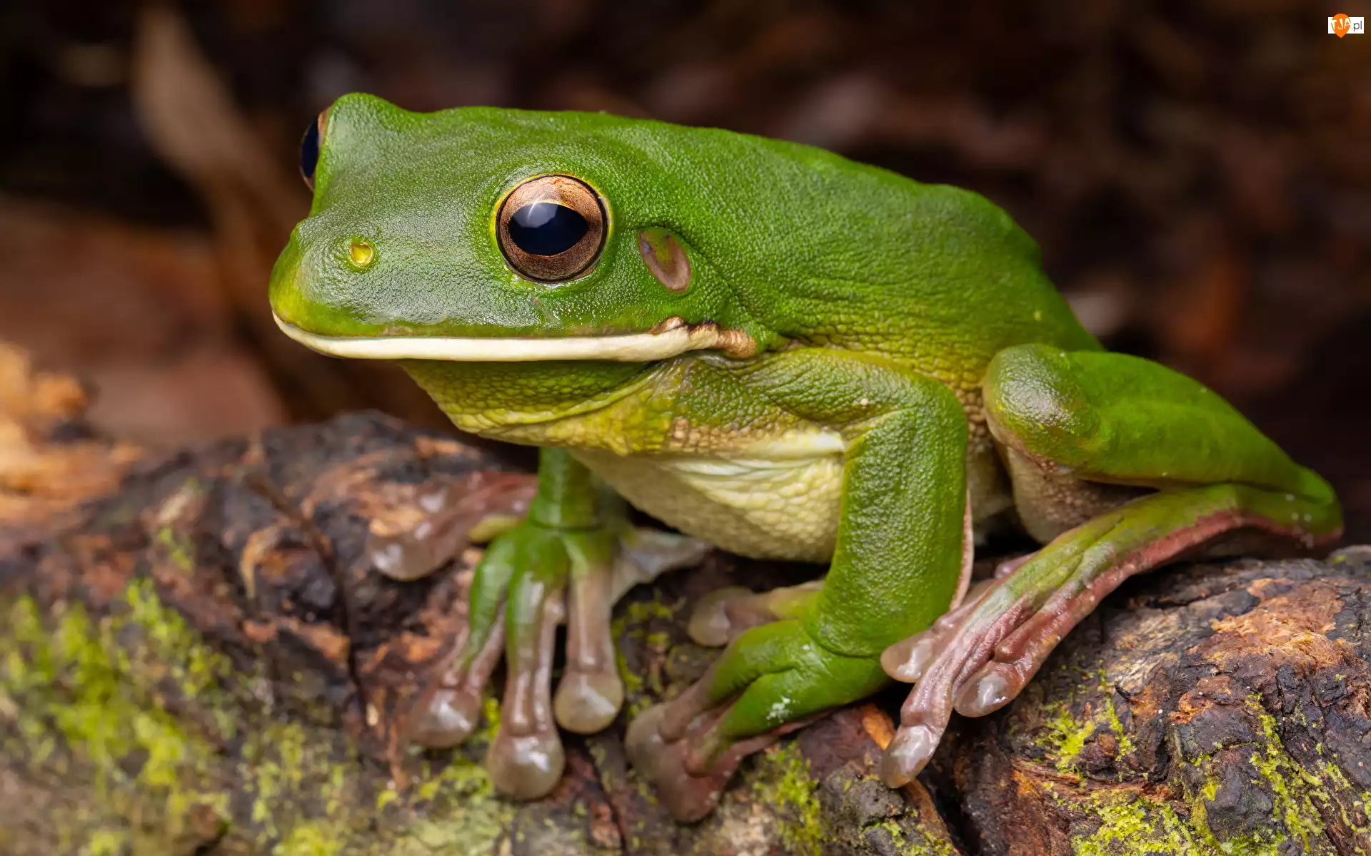 Żaba, Rzekotka, Zielona