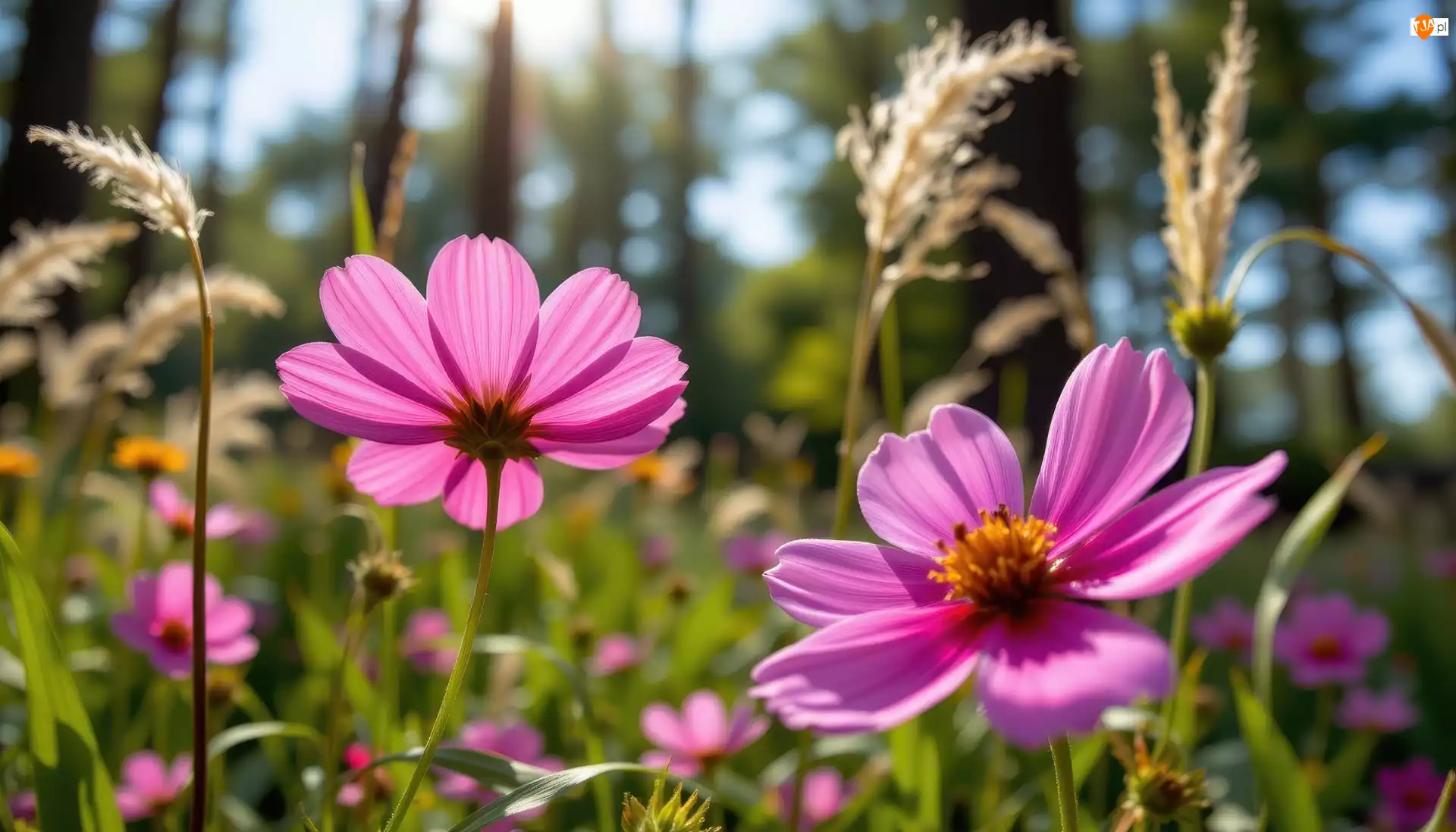 Grafika AI, Kosmea, Kwiaty