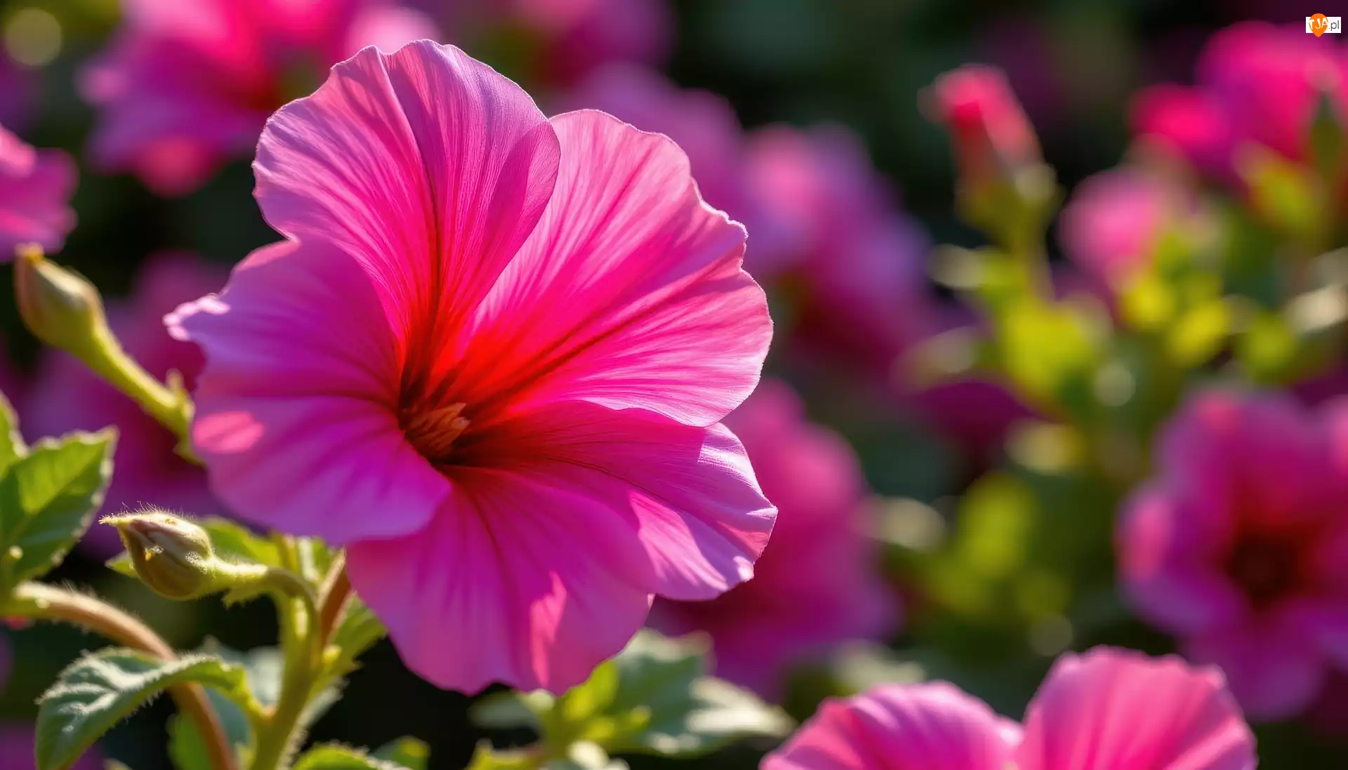 AI, Kwiaty, Różowe