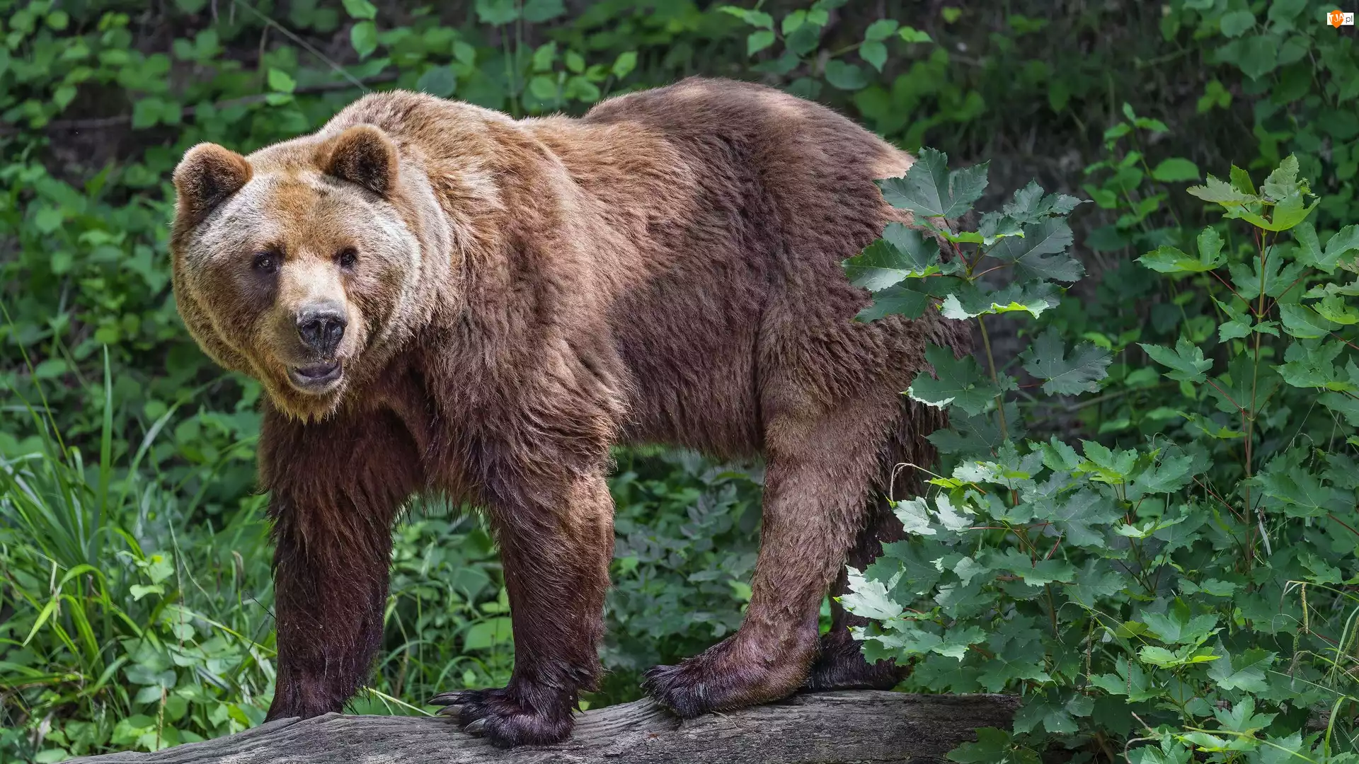 Rośliny, Niedźwiedź brunatny
