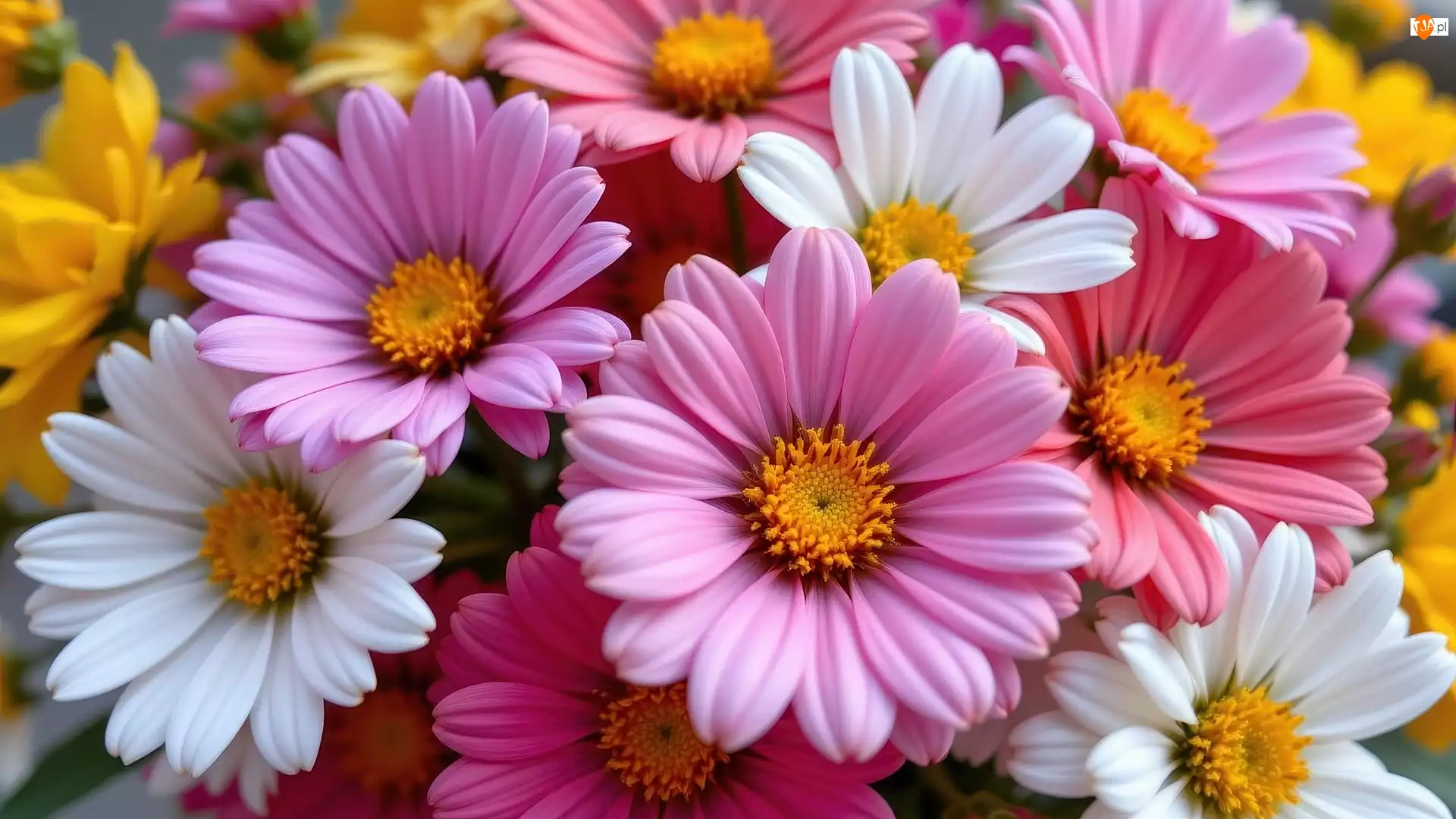 Zbliżenie, Różowe, Białe, Kwiaty