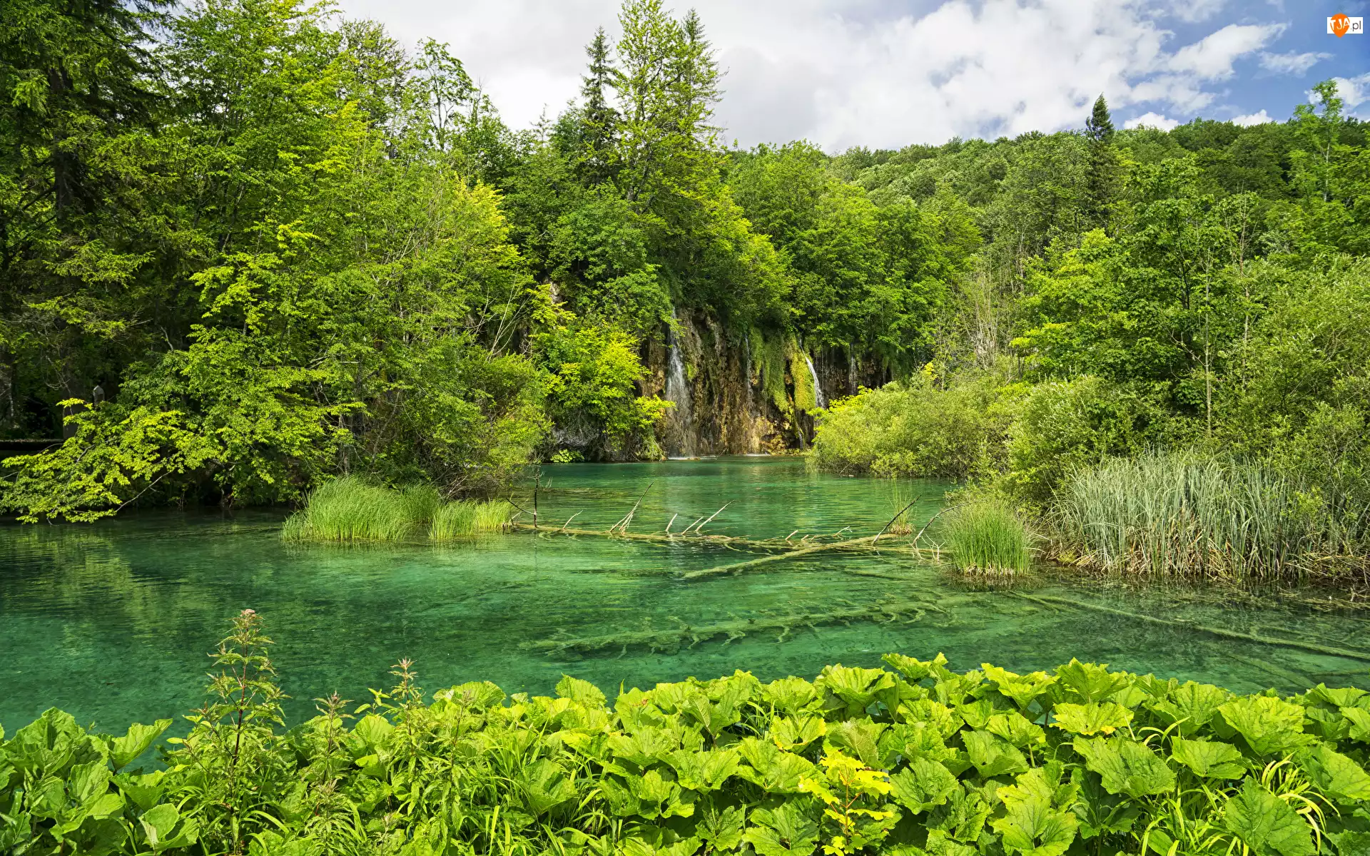 Jezioro, Park Narodowy Jezior Plitwickich, Zielone, Chorwacja, Drzewa, Rośliny
