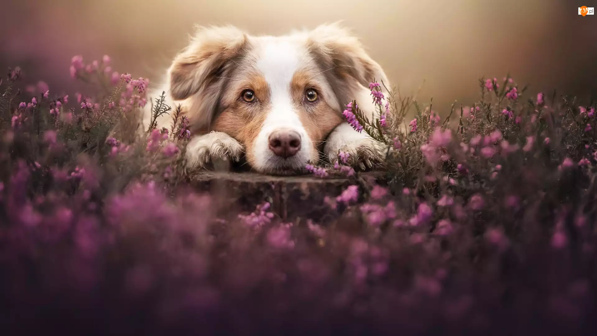 Mordka, Wrzosy, Owczarek australijski, Pies, Łapy