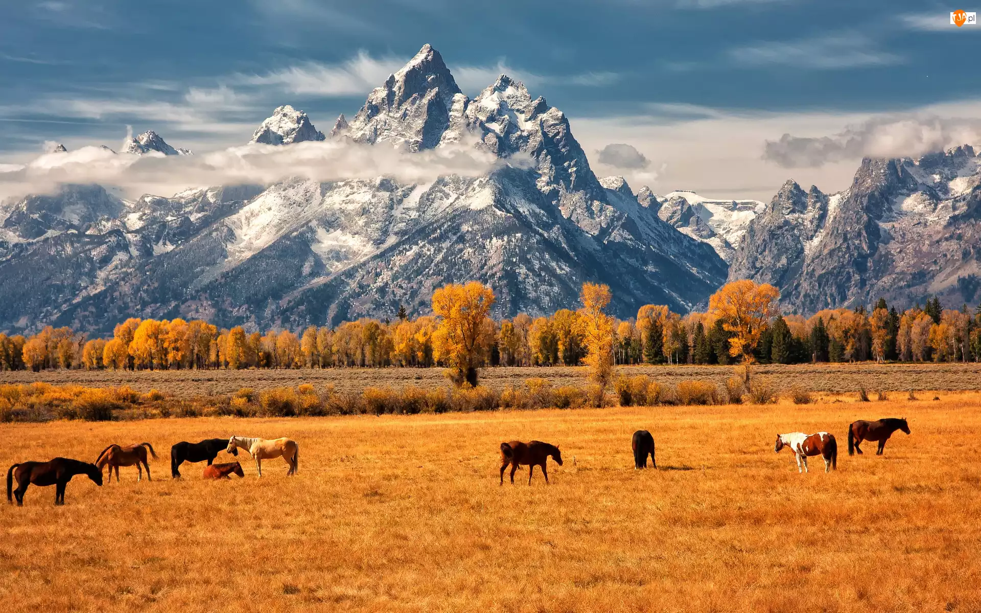 Konie, Wyoming, Pastwisko, Pożółkłe, Drzewa, Park Narodowy Grand Teton, Jesień, Stany Zjednoczone, Góry