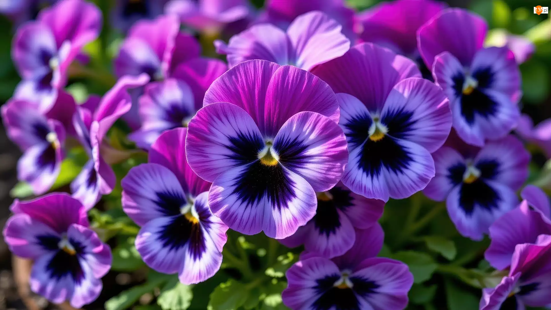 Zbliżenie, Purpurowe, Bratki