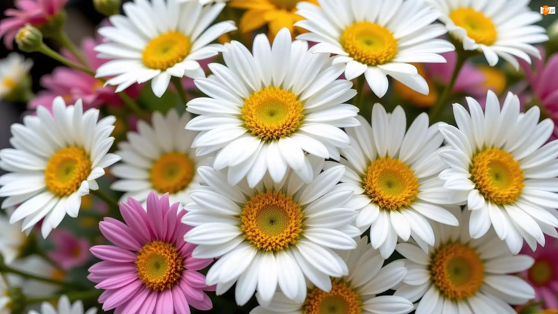Kwiaty, Białe, Różowe, Rozkwitnięte