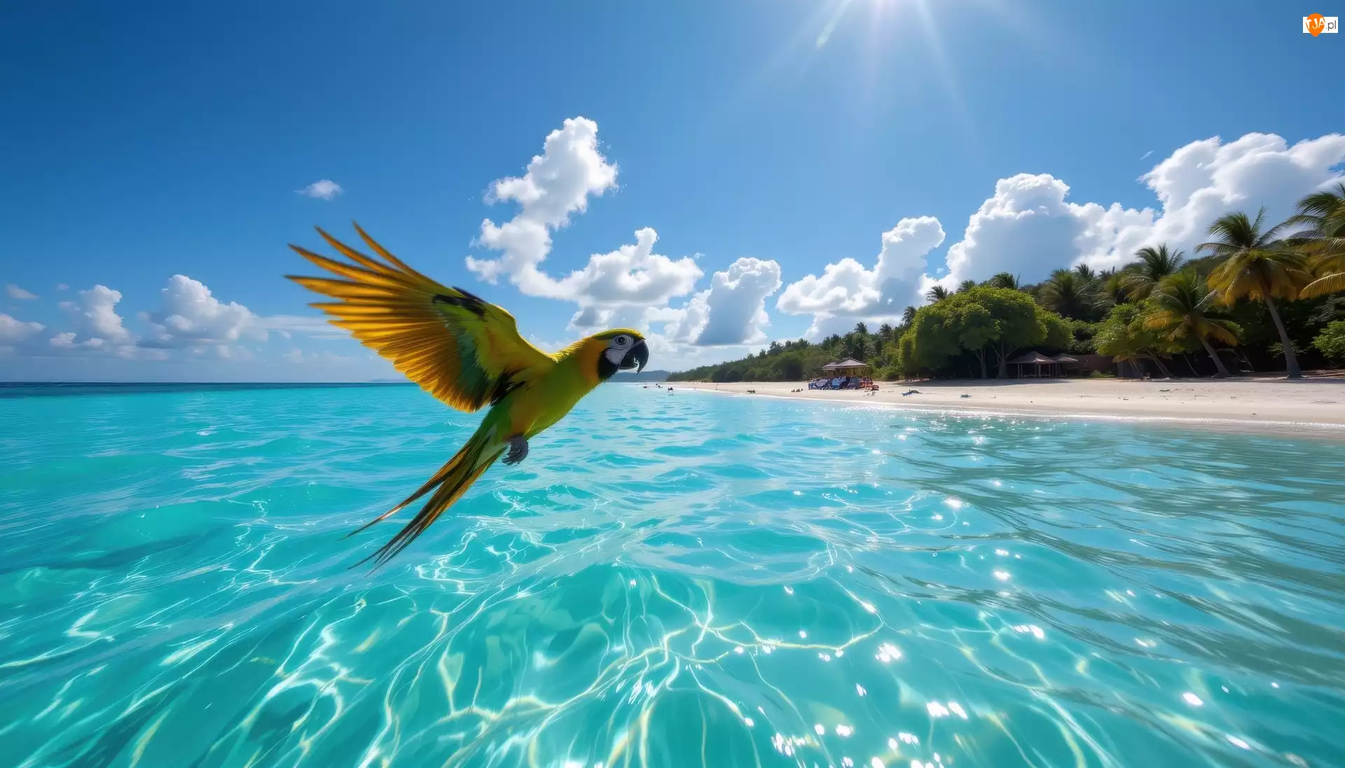 Lot, Papuga, Ara, Morze