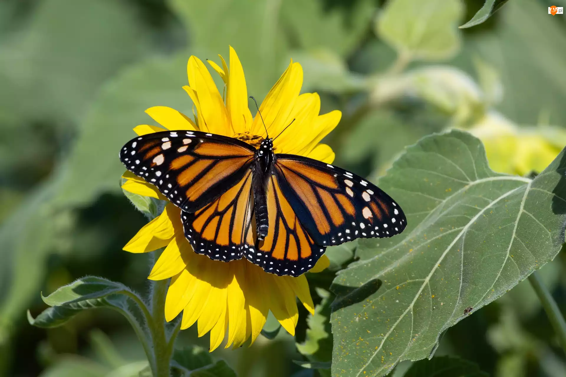 Owad, Danaid wędrowny, Kwiat, Żółty, Motyl
