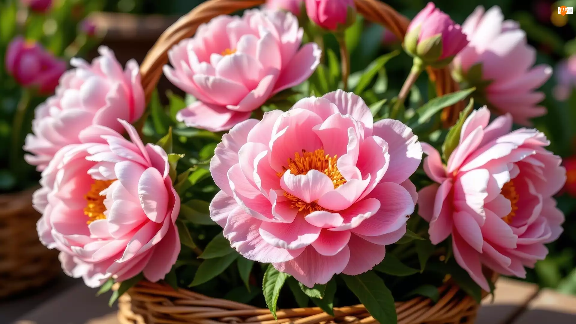Koszyk, Różowe, Piwonie, Wiklinowy
