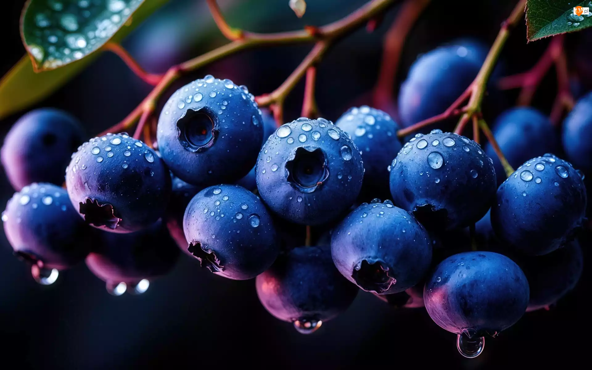 Łodygi, Tło, Krople, Borówki czarne, Ciemne