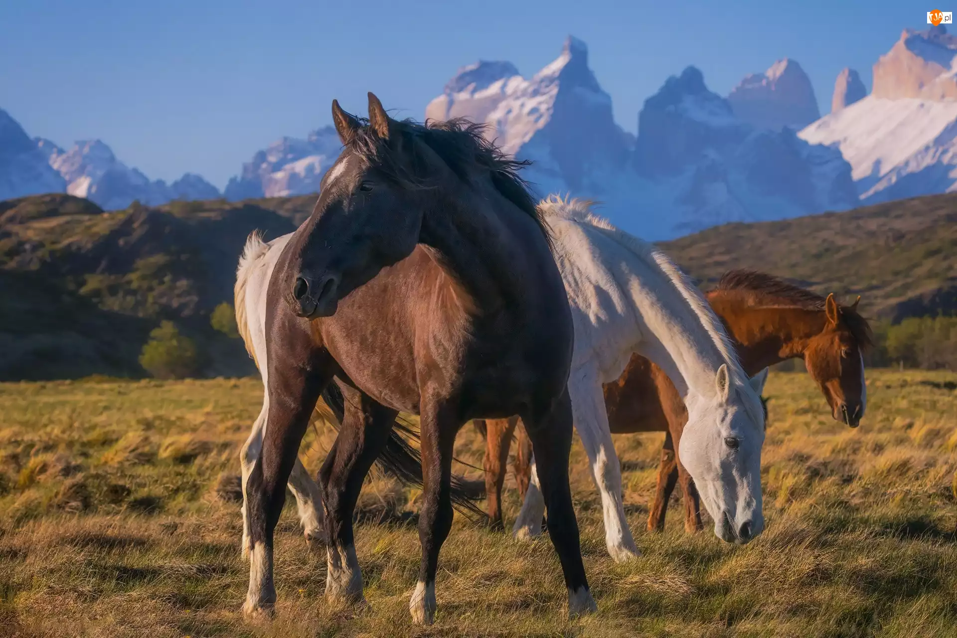 Pastwisko, Trzy, Konie, Góry