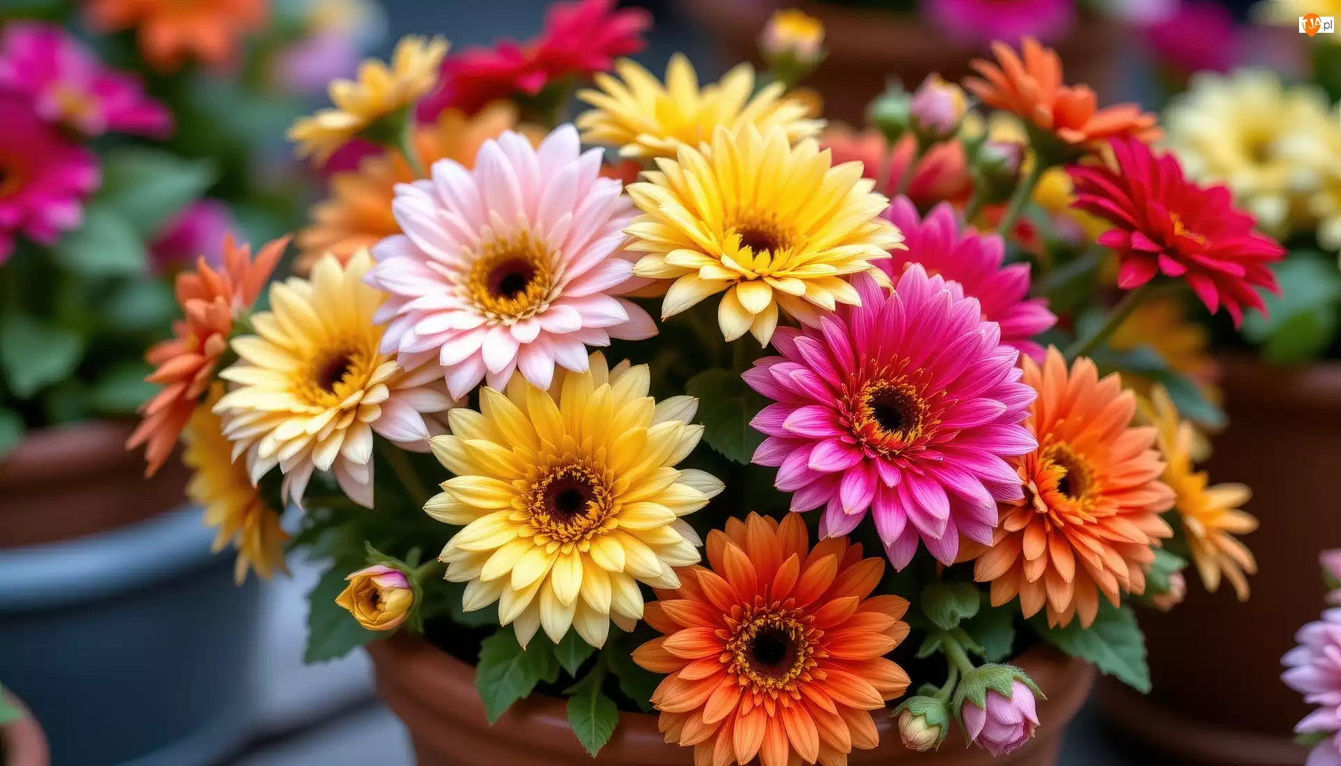 AI, Kwiaty, Kolorowe, Chryzantemy