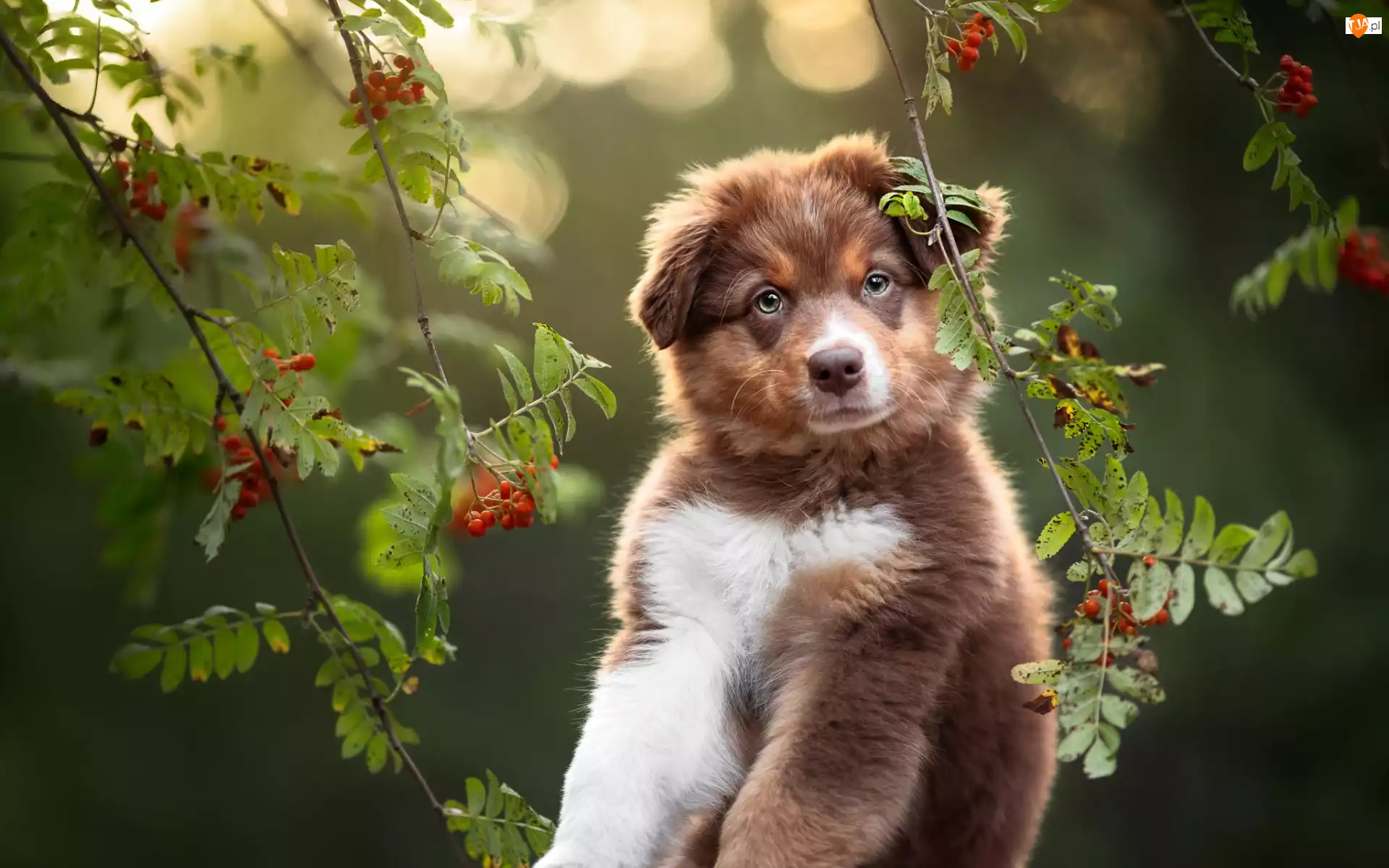 Szczeniak, Pies, Gałązki, Listki, Owczarek australijski, Jarzębina