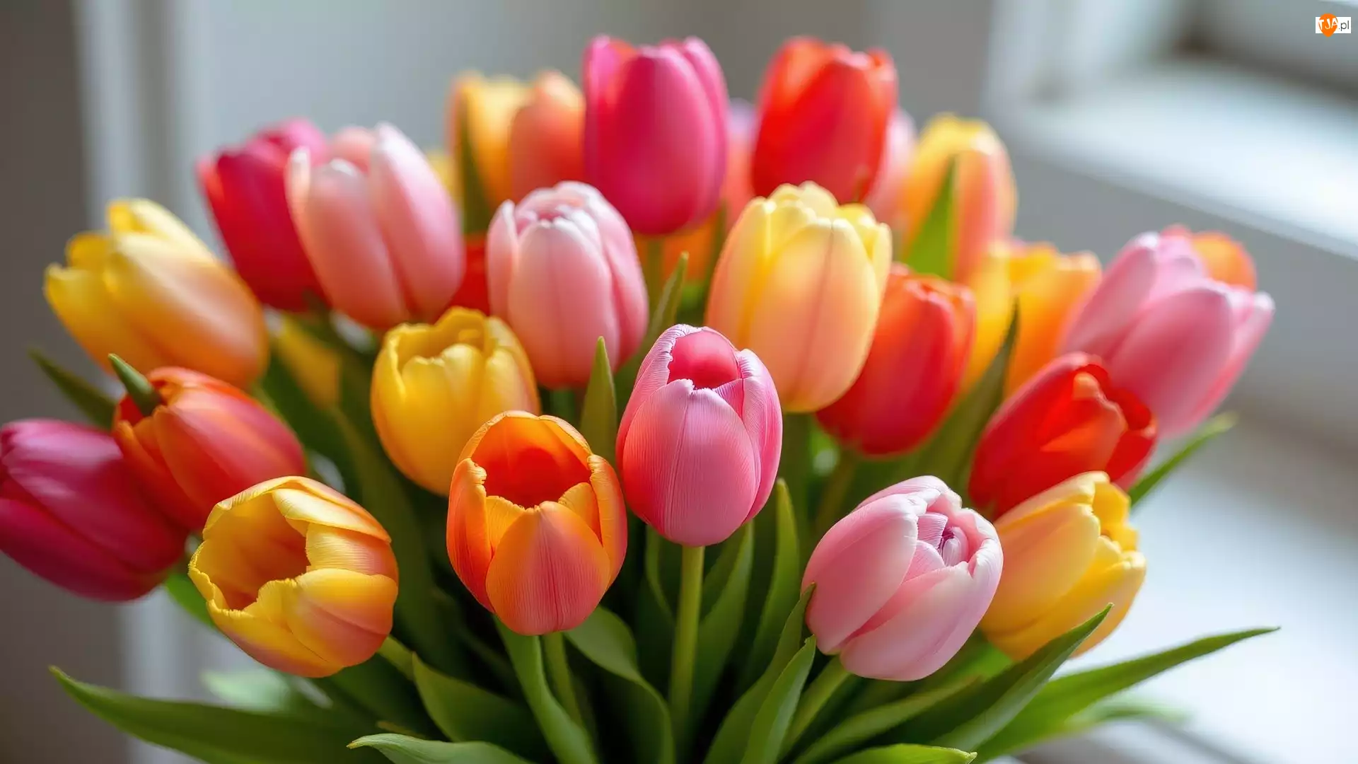 Listki, Kolorowe, Tulipany, Zielone