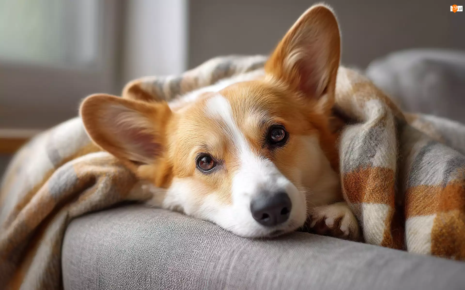 Głowa, Grafika AI, Welsh corgi pembroke, Pies, Koc