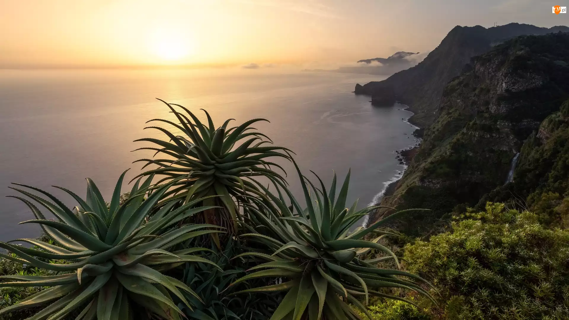 Madera, Morze, Wschód słońca, Portugalia, Aloes, Góry, Wybrzeże