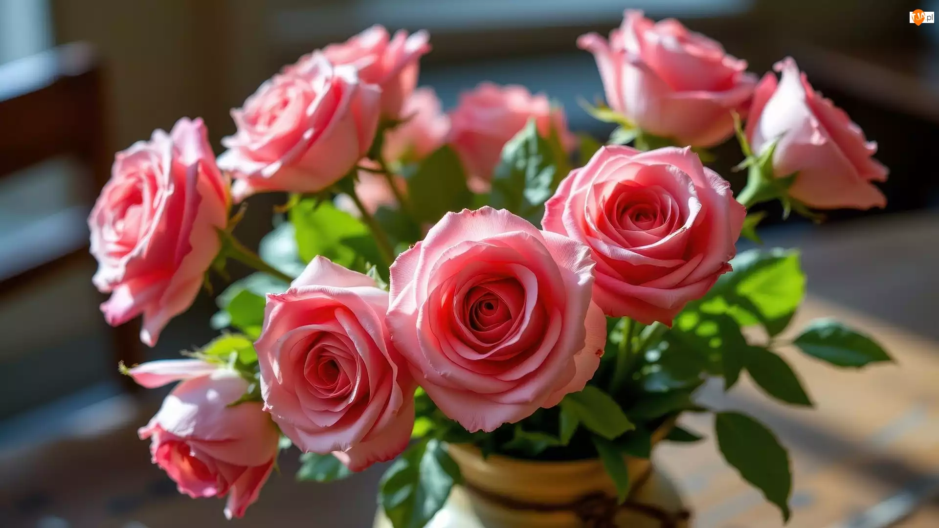 Róże, Rozkwitające, Różowe