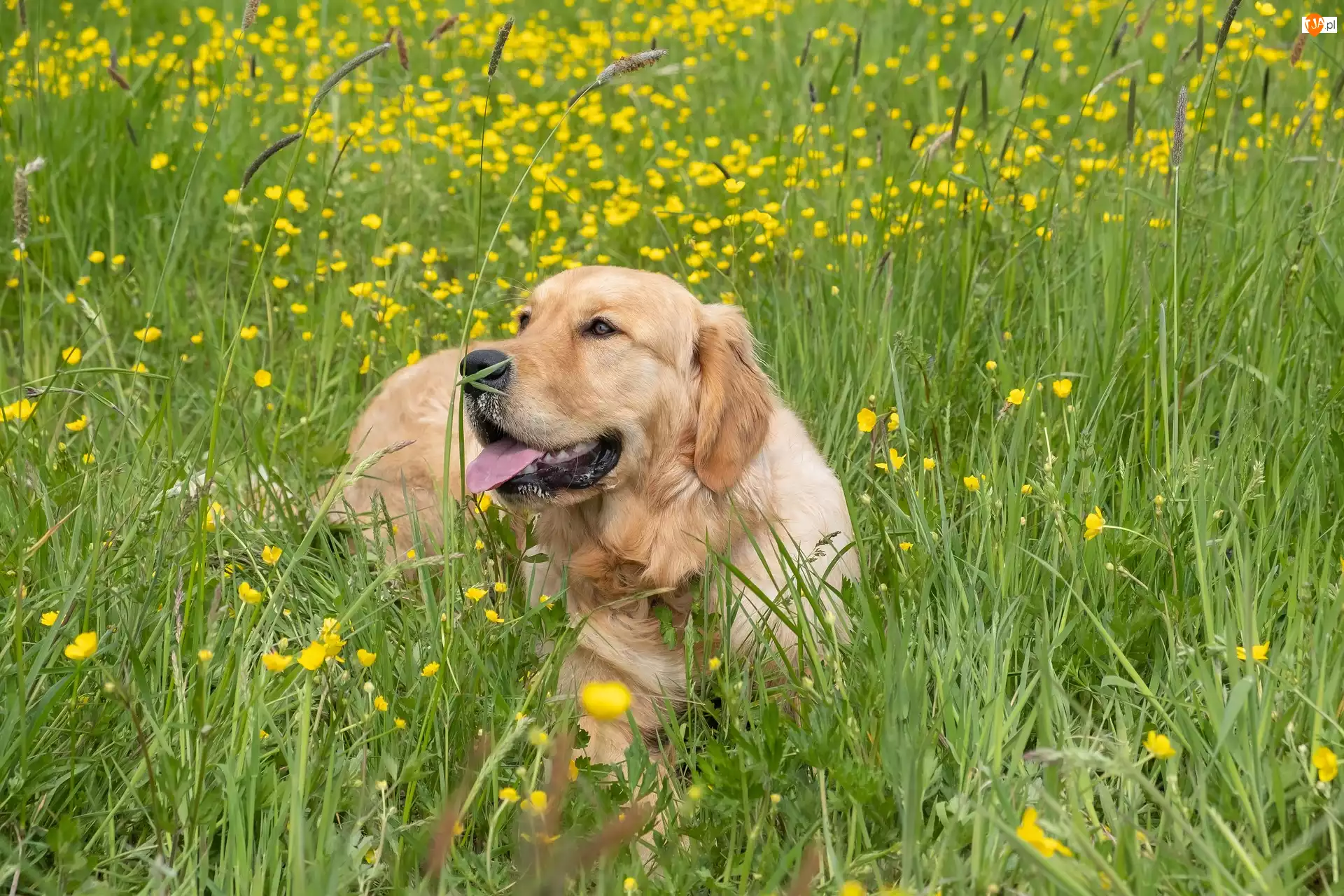 Golden retriever, Trawa, Pies