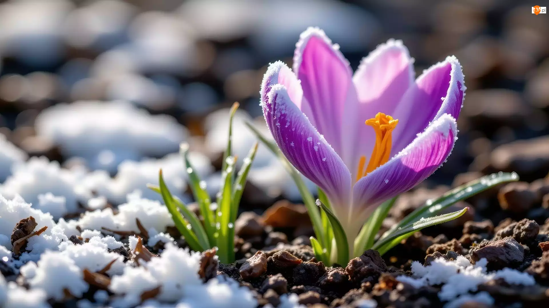 Ośnieżony, Śnieg, Krokus, Listki, Fioletowy, Zielone