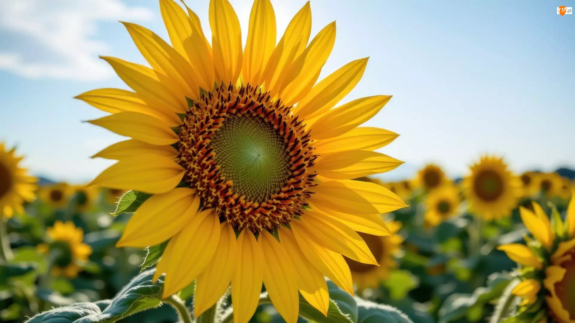 Zbliżenie, Słonecznik, Niebo