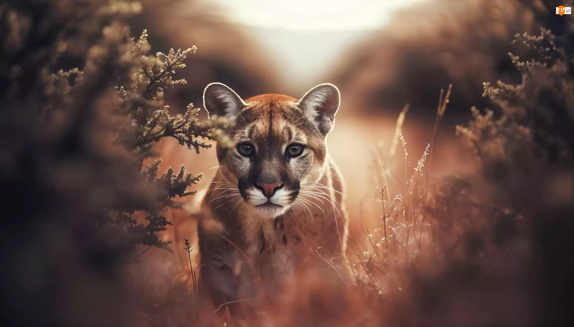 AI, Puma, Młoda, Roślinność
