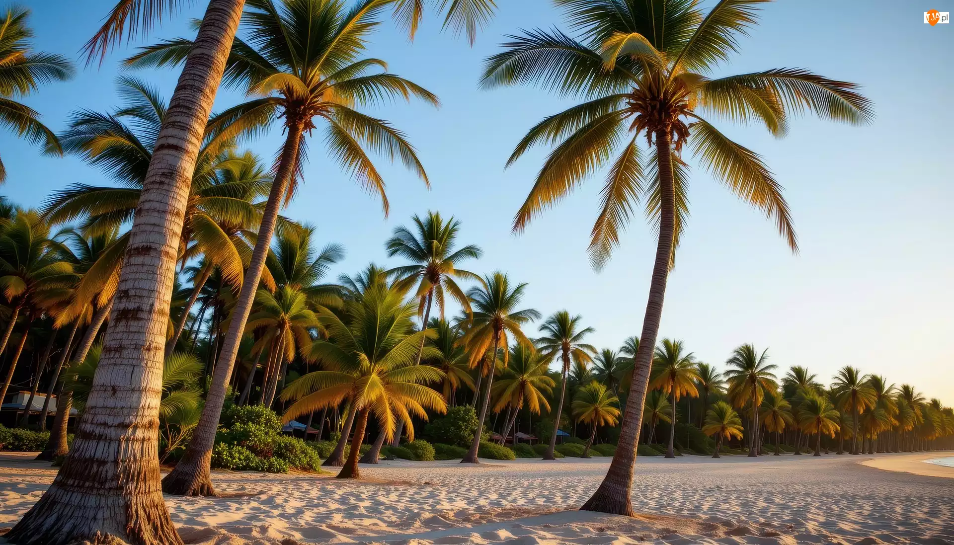 Grafika AI, Tropikalna, Plaża, Palmy